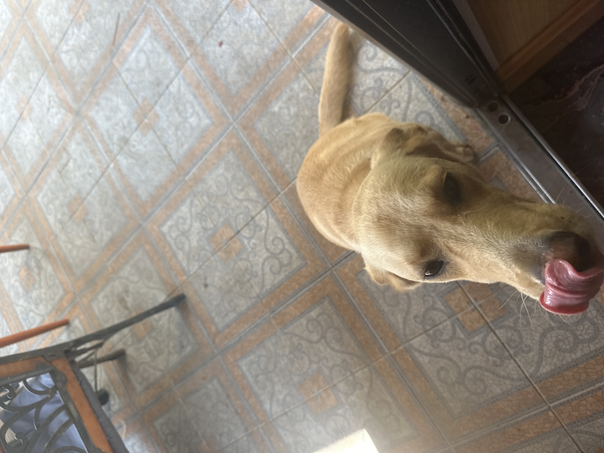 An overhead shot shows a golden retriever dog on a tiled floor. The dog is facing the camera and its tongue is sticking out. The tiles are patterned in a grid with orange and gray designs. In the background, a metal chair and table are visible. The scene appears to be outdoors, possibly on a patio or balcony. There are no specific landmarks or indicators that would place this scene in Sochi, Russia.