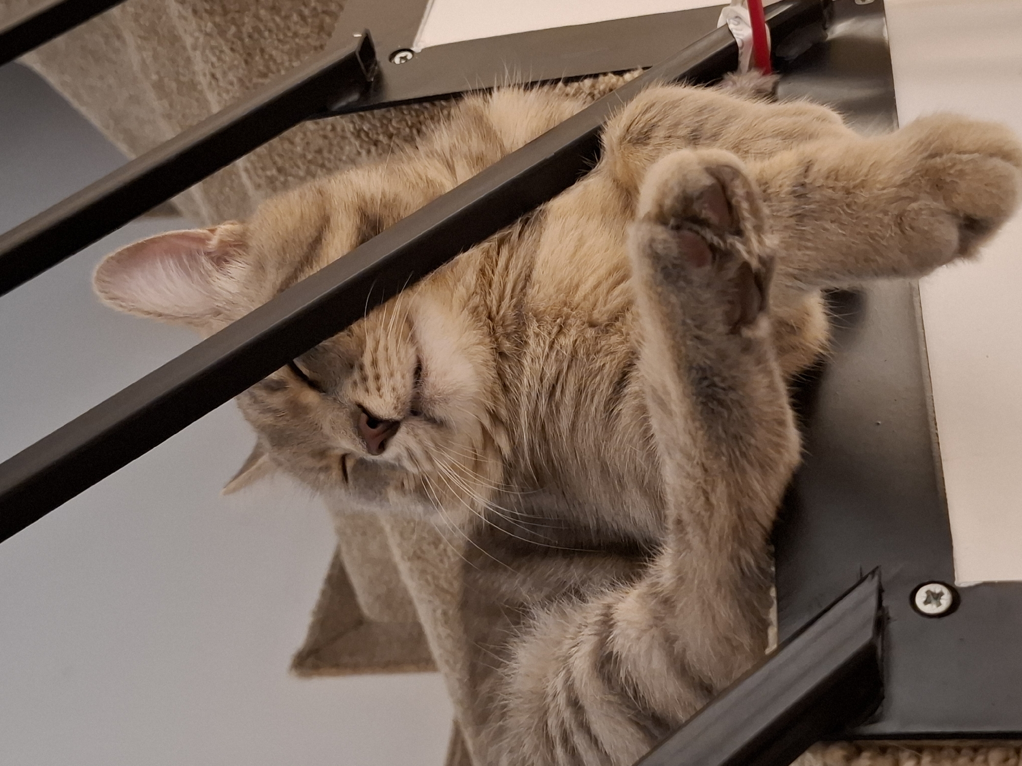 An adult tabby cat with sandy fur is sleeping comfortably on a carpeted surface, possibly stairs, in a home environment. The cat is curled up, with its eyes closed and a contented expression. Its paws are crossed, and one paw is gently resting on a black metal railing. The railing is part of a structure, possibly a staircase or a piece of furniture. The background consists of a beige carpet and a light-colored wall. A small white label with a red edge is partially visible near the railing. The image is taken from a low angle, looking up at the cat. The scene suggests a peaceful and domestic moment.