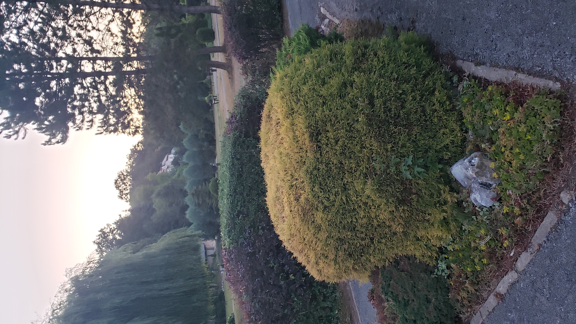 The image depicts an outdoor scene with manicured landscaping. In the foreground, a large, rounded evergreen bush with yellowish-green foliage dominates the center. It is bordered by a low-lying garden bed with various small plants and a prominent rock formation. To the left and behind this bush, there are two other large, rounded bushes; one with dark purple foliage and the other with dark green foliage. The ground surface appears to be paved with asphalt or gravel.
In the midground, a park-like setting is visible with more trees, some of which are evergreen and cone-shaped, and deciduous trees with drooping branches. In the distance, a white house with a red roof is situated on a hillside amidst lush greenery. The sky is overcast with a pale pink and yellow gradient, suggesting either sunrise or sunset. The overall impression is one of a well-maintained garden or park area. There are no people visible in the image. The provided information about the location in Prešov, Slovakia cannot be verified from the image itself, as there are no identifying landmarks or signs.