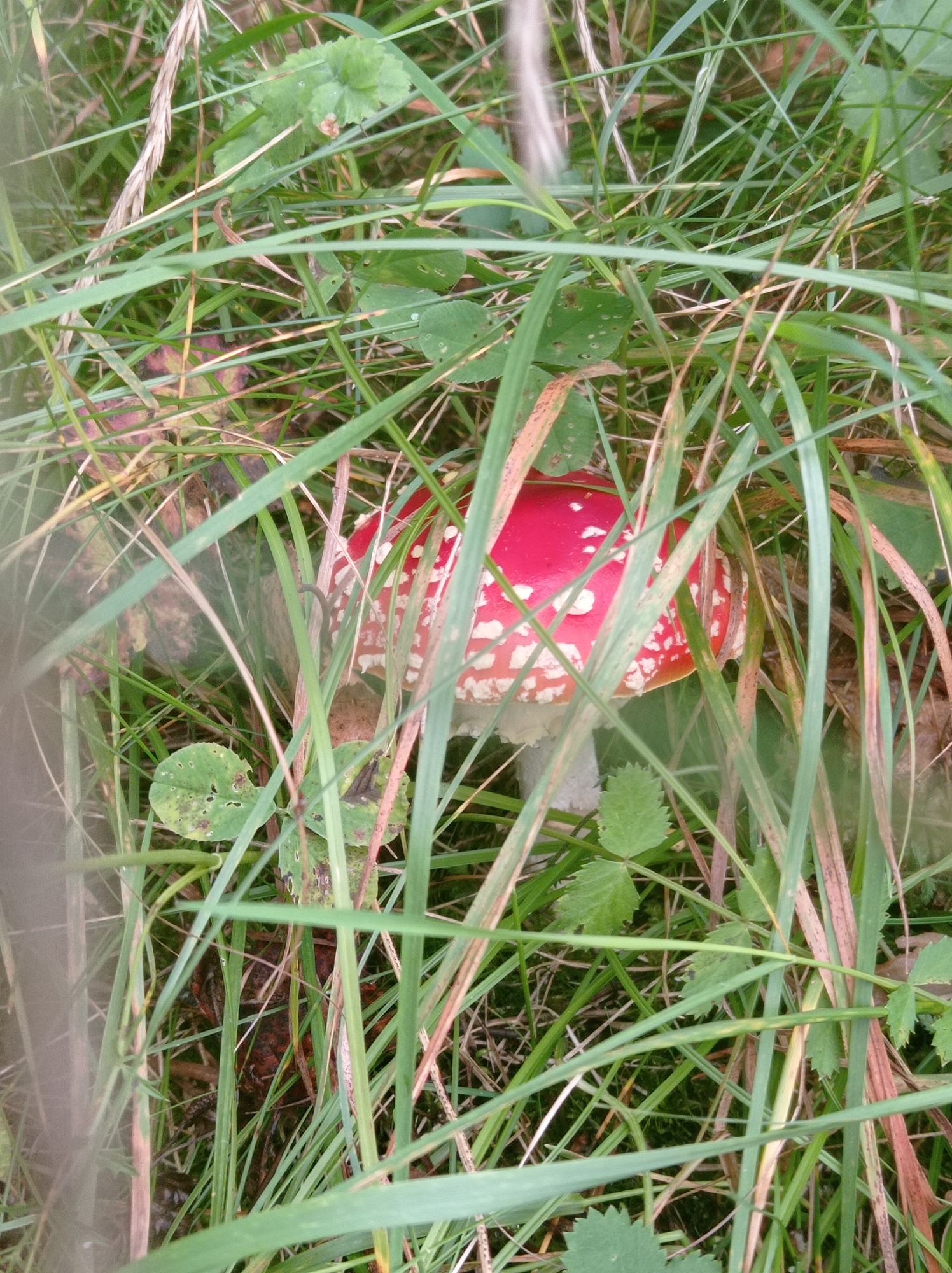 A close-up, eye-level shot shows a red mushroom with white spots, partially obscured by tall green grass and some fallen leaves. The mushroom's cap is the most prominent feature, displaying its vibrant red color and scattered white flecks. The stem is visible as a pale white cylinder emerging from the ground. The surrounding environment is dominated by lush green vegetation, with some blades of grass bending and obscuring the mushroom. The lighting suggests it is daytime, possibly overcast, as there are no strong shadows. The scene appears to be a natural, outdoor setting, likely a forest floor or a grassy meadow. The location is specified as Degtyarsk, Russia.