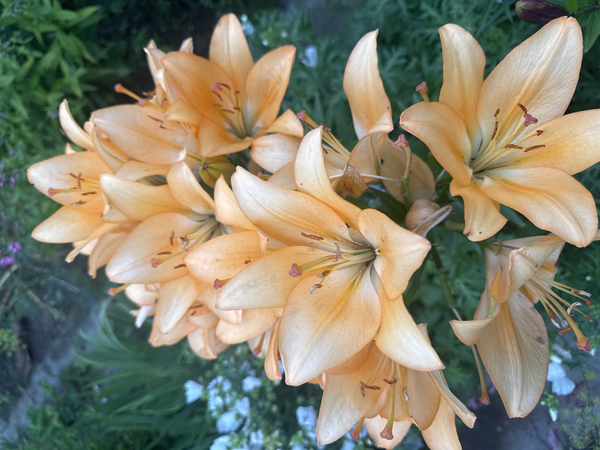 This is a close-up, vertical, eye-level outdoor photograph of a cluster of orange lilies in a garden. The lilies are in various stages of bloom, with some fully open and others just beginning to unfurl. The petals are a soft orange hue with lighter cream-colored centers. The stamens and pistils are visible in the open flowers, tipped with pinkish-purple. The background is a blur of green foliage, with hints of smaller white flowers and darker purple buds. The lighting suggests it is daytime, possibly late afternoon or early morning, with soft shadows. No people or man-made structures are clearly visible. The image captures a natural garden setting, likely in Nozhovka, Russia, given the prompt's context, and focuses on the intricate details of the lily blossoms against a natural backdrop.
