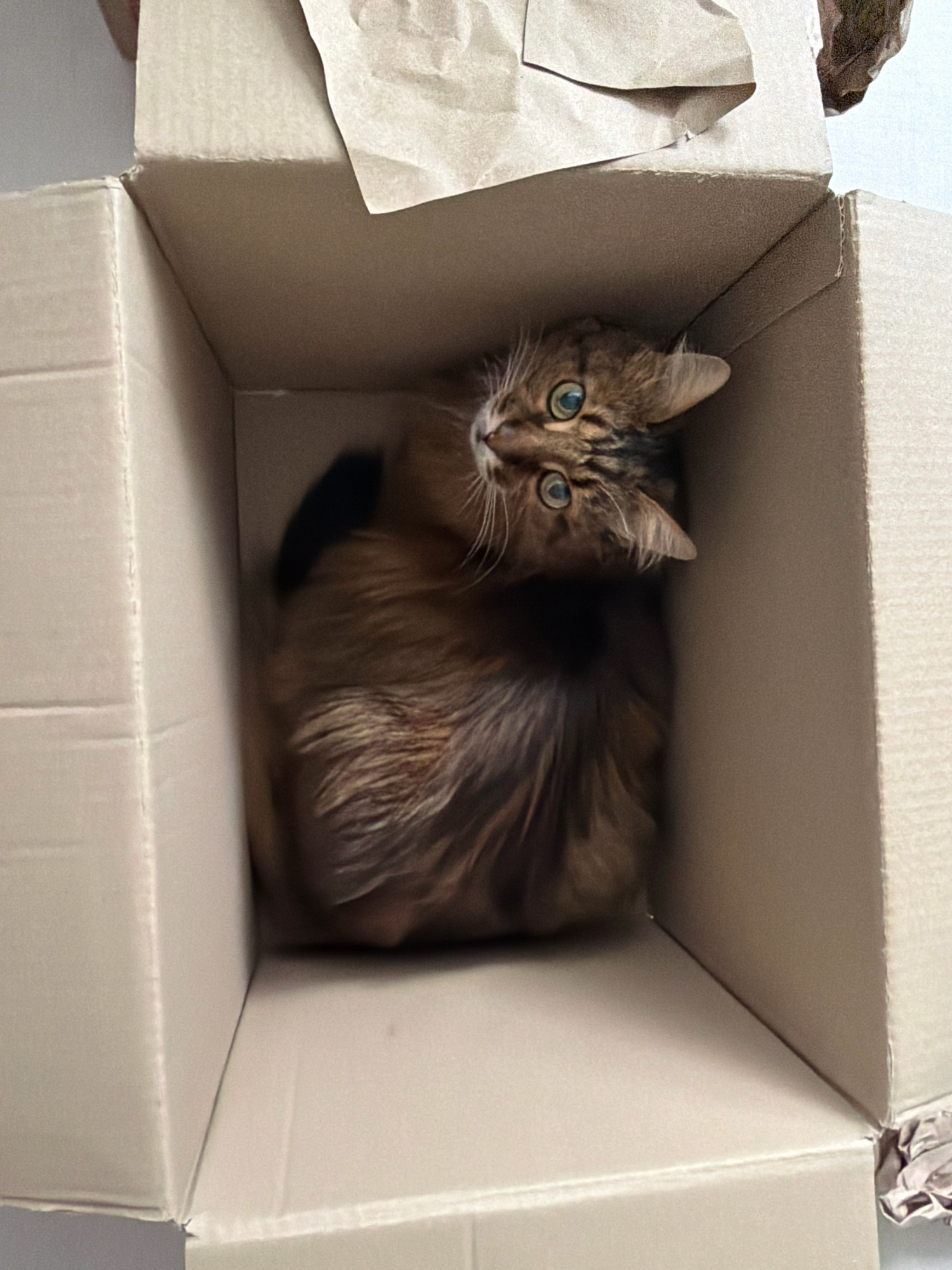 A long-haired tabby cat with green eyes is curled up inside a light brown cardboard box. The cat's fur is a mix of brown, black, and some lighter tones. The box appears to be empty except for the cat and some crumpled brown paper packaging. The background is out of focus but suggests an indoor environment. The image does not provide any information to indicate its location in Kyiv, Ukraine.