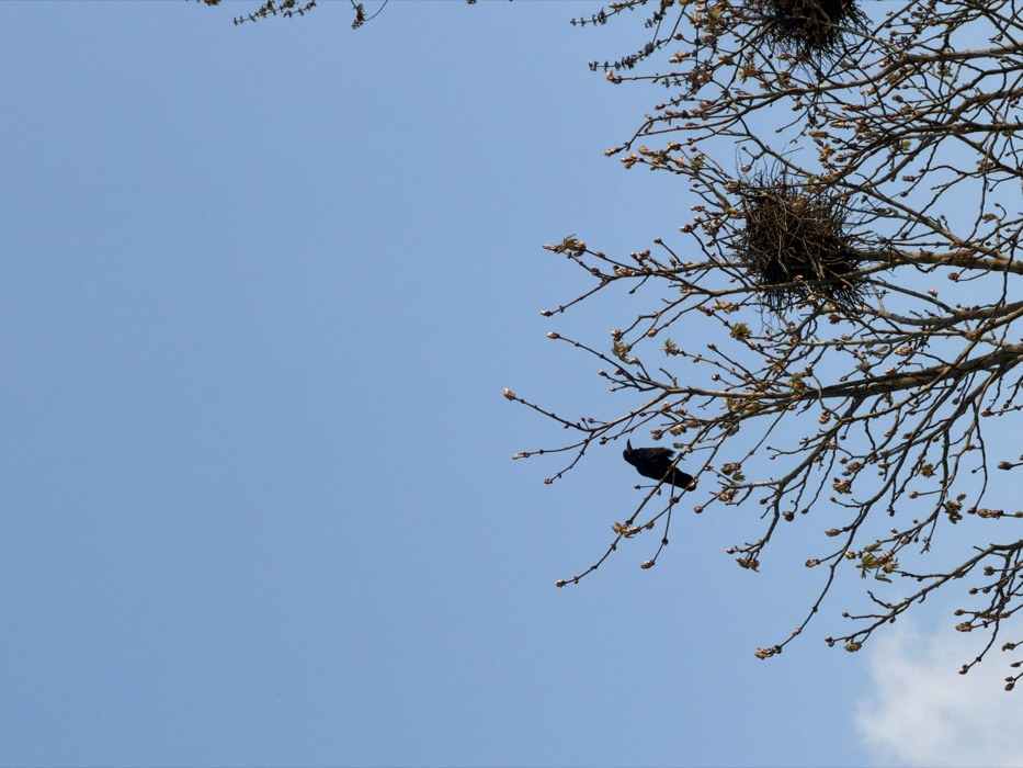 The image depicts the upper portion of a deciduous tree in Toul, France, set against a clear, light blue sky with a faint wisp of cloud in the lower left. The tree's bare branches, laden with numerous reddish-brown and emerging green leaf buds, occupy the lower and mid-sections of the frame. A single dark-feathered bird, identified as a crow or similar corvid, is perched on a branch in the mid-left. Two substantial, spherical bird nests, constructed from interwoven twigs, are visible among the branches on the right side of the tree. The scene suggests early spring conditions.