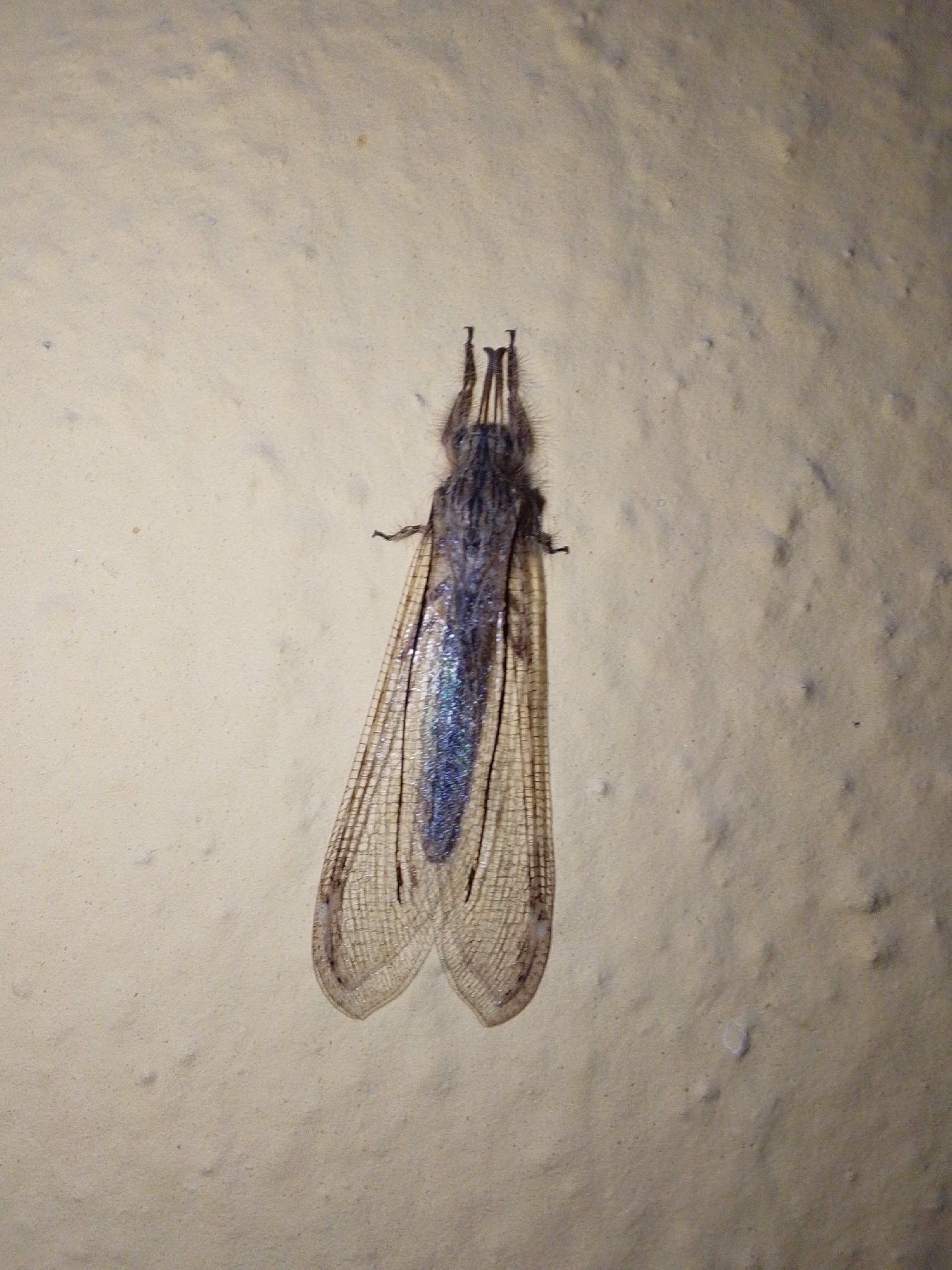 A dead insect, likely a lacewing, rests on a textured, light-colored surface, possibly a wall or ground. The insect is positioned vertically in the frame, with its head pointing upwards. It has long, narrow, translucent wings with a network of fine veins, and a slender body with antennae. The insect's abdomen displays a shimmering, bluish-purple iridescence. The background is a uniform, sandy-beige color with subtle variations in tone and small, raised bumps, creating a slightly uneven texture. There are no people or visible signs of human activity in the image, and no specific location in Serti, Nigeria, can be determined from the visual information provided.