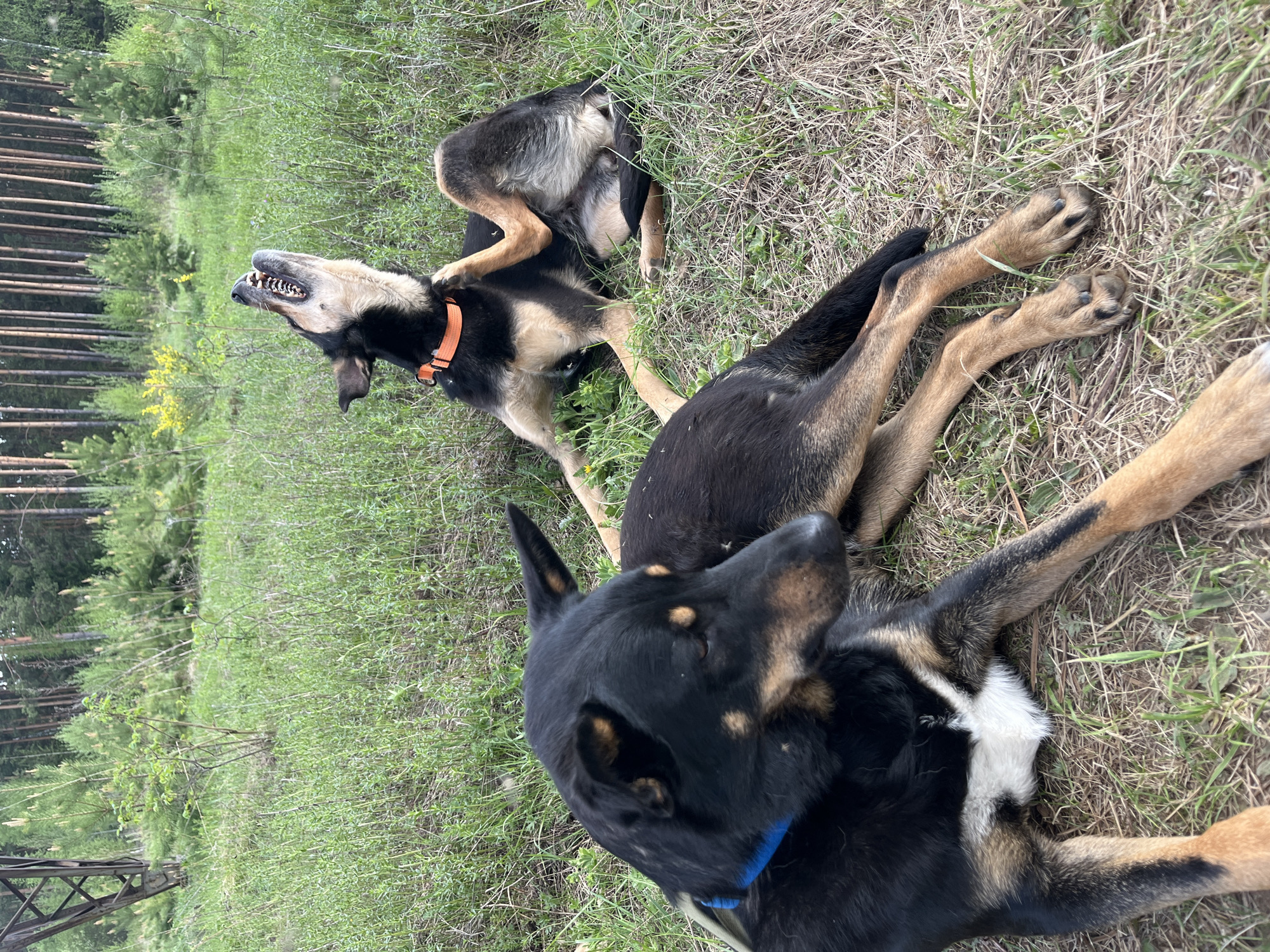 Two dogs are lying in the grass in an outdoor area with trees. One dog is lying on its back with its mouth open, wearing an orange collar. The other dog is lying on its side with its head near the first dog, wearing a blue collar. The location may be in Nizhny Tagil, Russia based on previous context, but that is not determinable from this image alone.