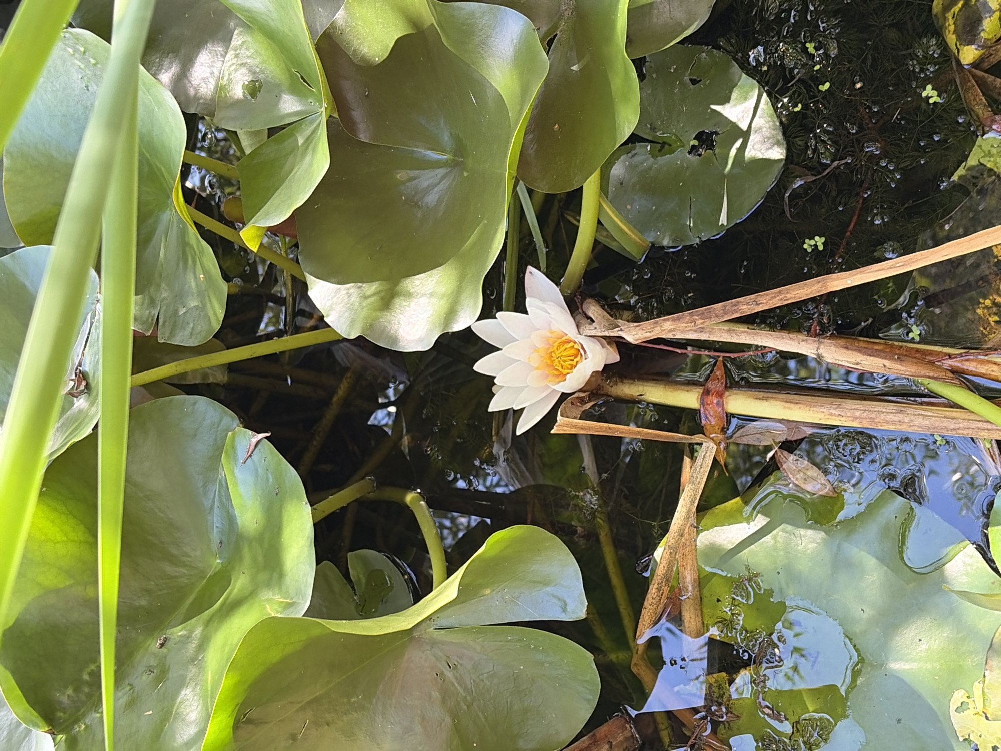 This image depicts a close-up view of a white water lily flower blooming in a pond, surrounded by large green lily pads. The flower has delicate white petals and a vibrant yellow center. Various brown reeds and submerged plant matter are visible beneath the water's surface, reflecting the sunlight and surrounding greenery. The scene appears to be in a natural outdoor setting, likely a pond or water garden. No people are present.