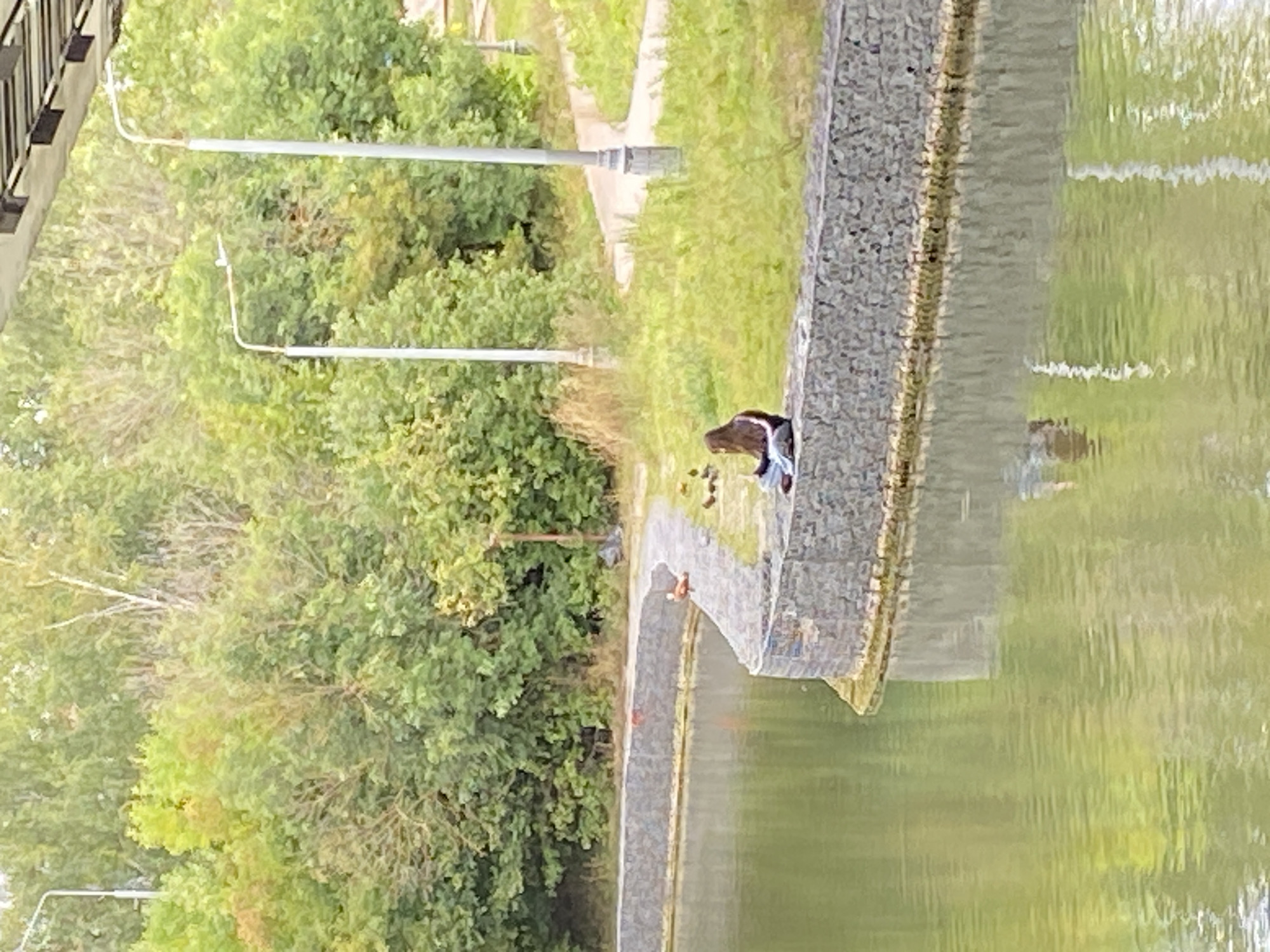 In an outdoor park setting, a young woman with long brown hair sits cross-legged on the edge of a stone-lined embankment overlooking a calm body of water. She is wearing a dark hooded sweatshirt with white stripes on the sleeves and dark pants. Near her, a few ducklings are gathered on the grass. Further along the embankment, a brown duck is visible. The background consists of lush green trees and foliage, with two lampposts present. A curved path winds through the grassy area behind the embankment. The water's surface reflects the surrounding greenery and the embankment.