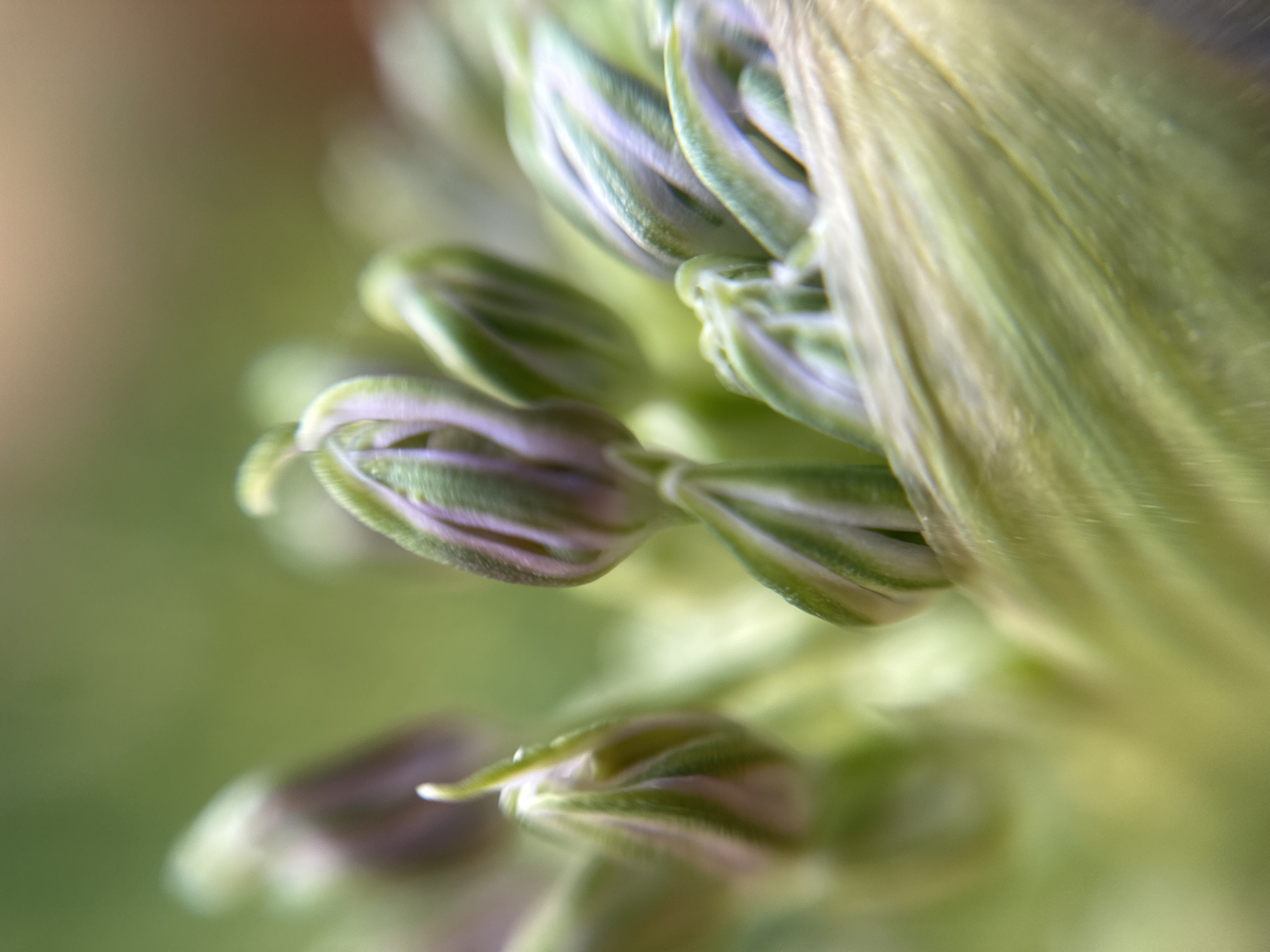 The image shows a close-up of flower buds, predominantly green and white with subtle hints of purple. The buds are tightly clustered, suggesting they are unopened. The background is a soft, blurred green, indicating a natural setting. There is no evidence to suggest the image was taken in Nizhny Novgorod, Russia. There are no people, actions, or interactions visible in the image.