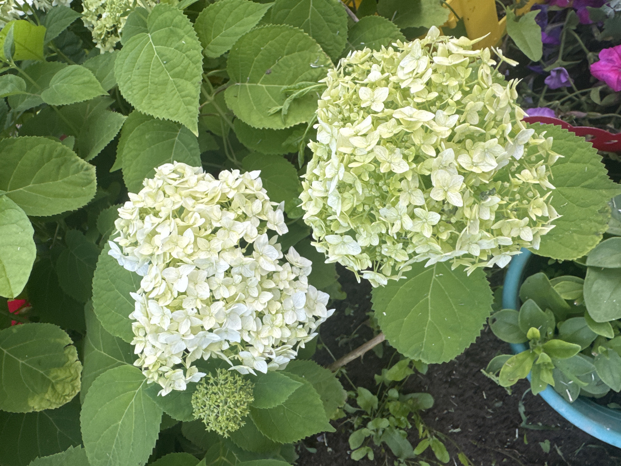 The image shows two white hydrangea blooms in a garden setting, surrounded by large green leaves. One bloom is slightly to the left and higher than the other, which is positioned in the lower right quadrant. A small, undeveloped green bud is visible to the left of the upper bloom. The background consists of more green foliage and some dark soil. In the lower left corner, a portion of a blue pot with green plants is visible, and in the lower right, hints of other flowers, including purple and pink, can be seen. The image appears to be taken outdoors during daylight. The location of Pozdyshki, Russia is not visually indicated in the image.