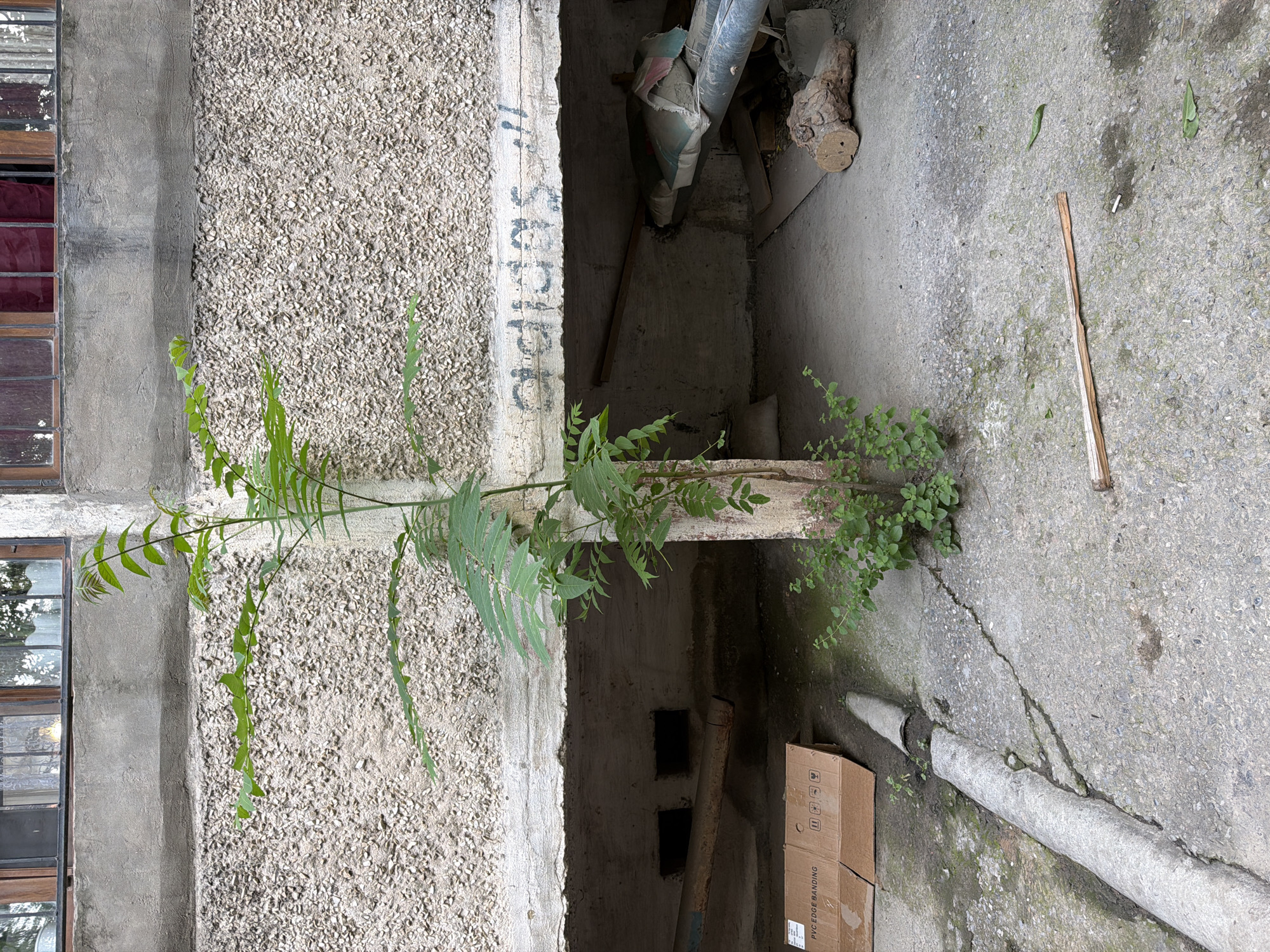 The image depicts an outdoor scene, likely in an urban environment, with a focus on the textures and details of a building's exterior and the surrounding ground. The building facade features two distinct textures: a section with rough, exposed aggregate concrete and another section of smoother, weathered concrete. To the left, a portion of a window frame with dark mullions and what appears to be stained glass or tinted panes is visible.
In the center of the image, a young plant with delicate green leaves is growing out of a crack or opening in the concrete structure, reaching upwards and outwards. This plant adds a touch of nature to the otherwise stark, man-made environment. In the background, a dark recess or alcove within the building is visible, containing various discarded items including pipes, sacks, and pieces of wood.
The ground is paved with concrete, showing signs of wear and tear, with cracks and patches of moss or dirt. A broken concrete pipe lies on the ground in the foreground. There are also cardboard boxes stacked near the alcove. A thin, dry wooden stick or branch rests on the concrete in the middle ground. The overall impression is one of urban decay or neglect, where nature is beginning to reclaim the space. The lighting suggests it is daytime, with no strong shadows indicating a particular time of day. The scene evokes a sense of resilience and growth amidst a somewhat uninviting environment. There is some visible text on the cardboard boxes, including "PVC EDGE BANDING". The image appears to have been taken in Shymkent, Kazakhstan.