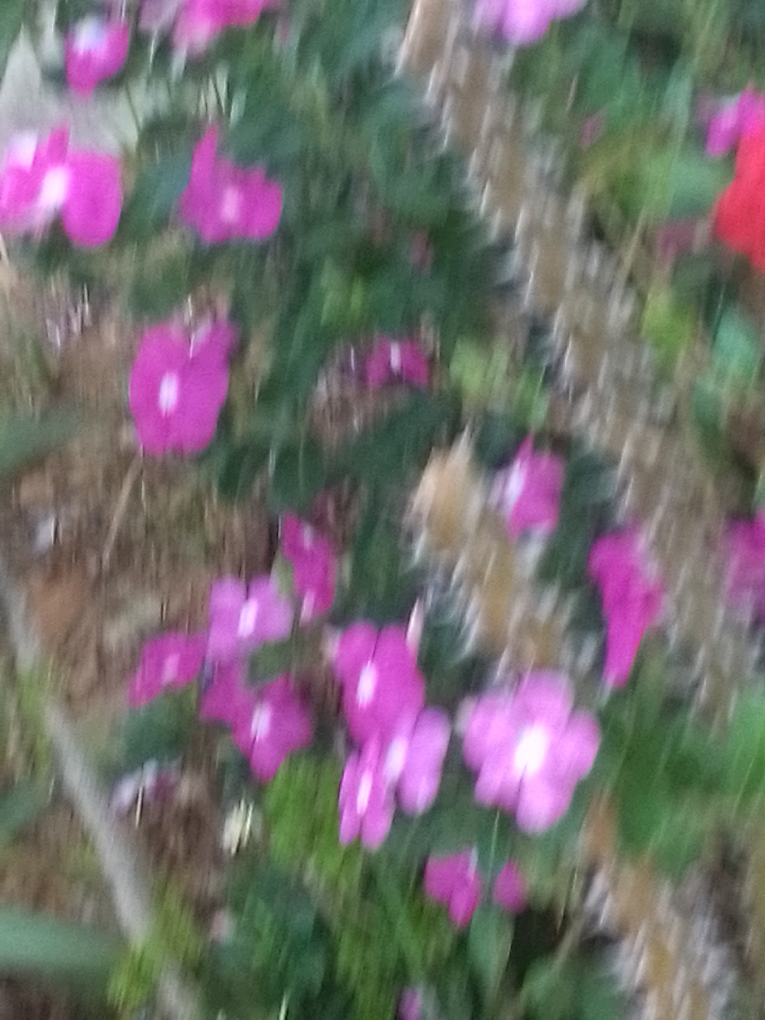 The image shows a patch of pink and red flowers with green foliage. The background appears to be blurry, suggesting a possible outdoor setting. Due to the blurriness, it's not possible to provide a detailed description or confirm the location as Juan Griego, Venezuela.