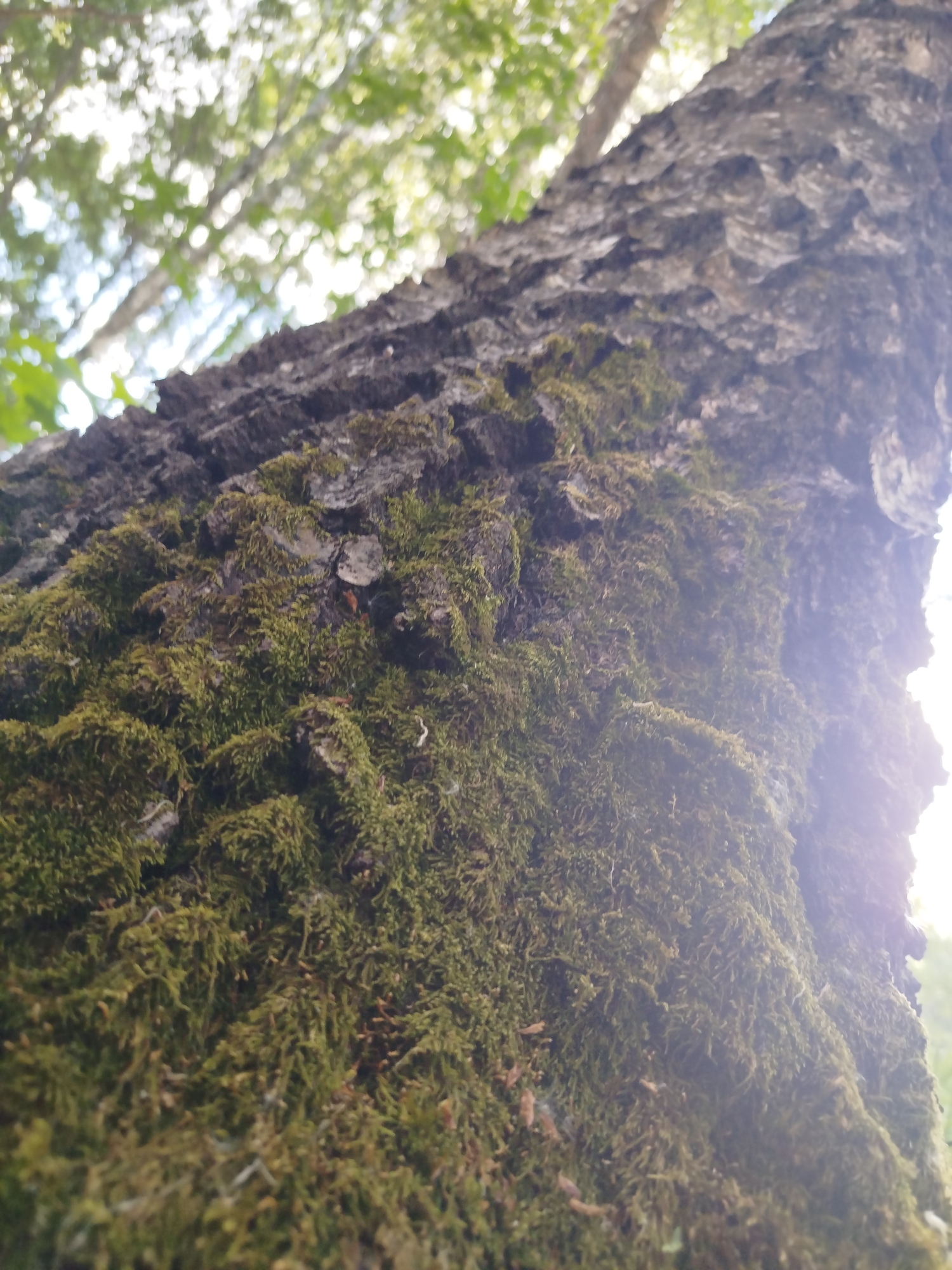 The image shows a close-up view looking up at the trunk of a tree. The tree's bark is dark and textured, covered extensively in green moss. The background reveals foliage and branches with a bright sky peeking through, suggesting the tree is in a wooded area. The location is Noginsk, Russia.