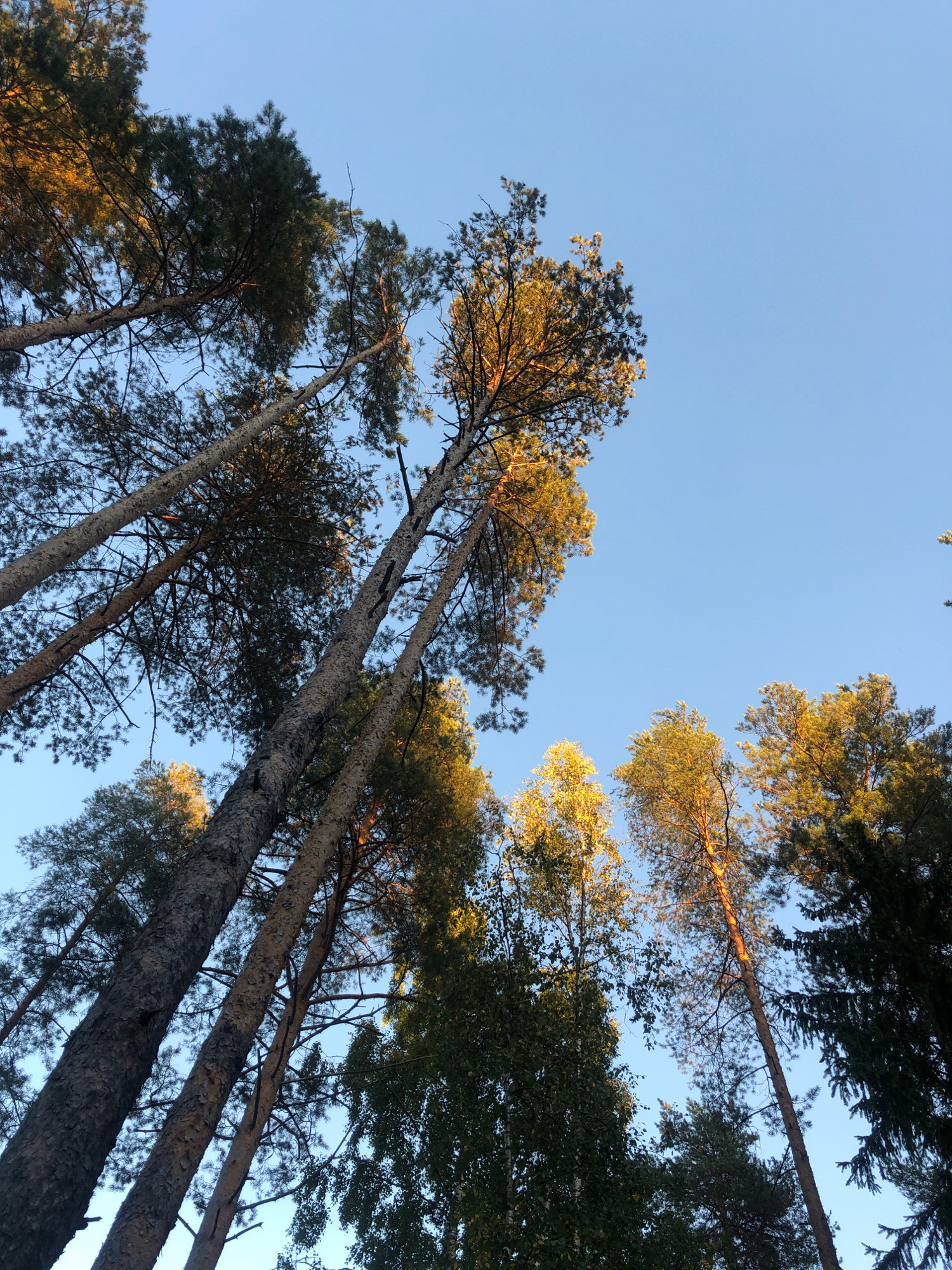 This is a low-angle shot looking up at tall trees against a clear blue sky. The trees appear to be pine or similar coniferous species, with some deciduous trees mixed in. The sunlight is hitting the upper branches and foliage, creating a warm glow and highlighting the needles and leaves. The trunks of the trees are rough and textured, with some visible bark details. The scene suggests a forest or park setting, possibly in the city of Arfa, Russia, given the context. No people or animals are visible.