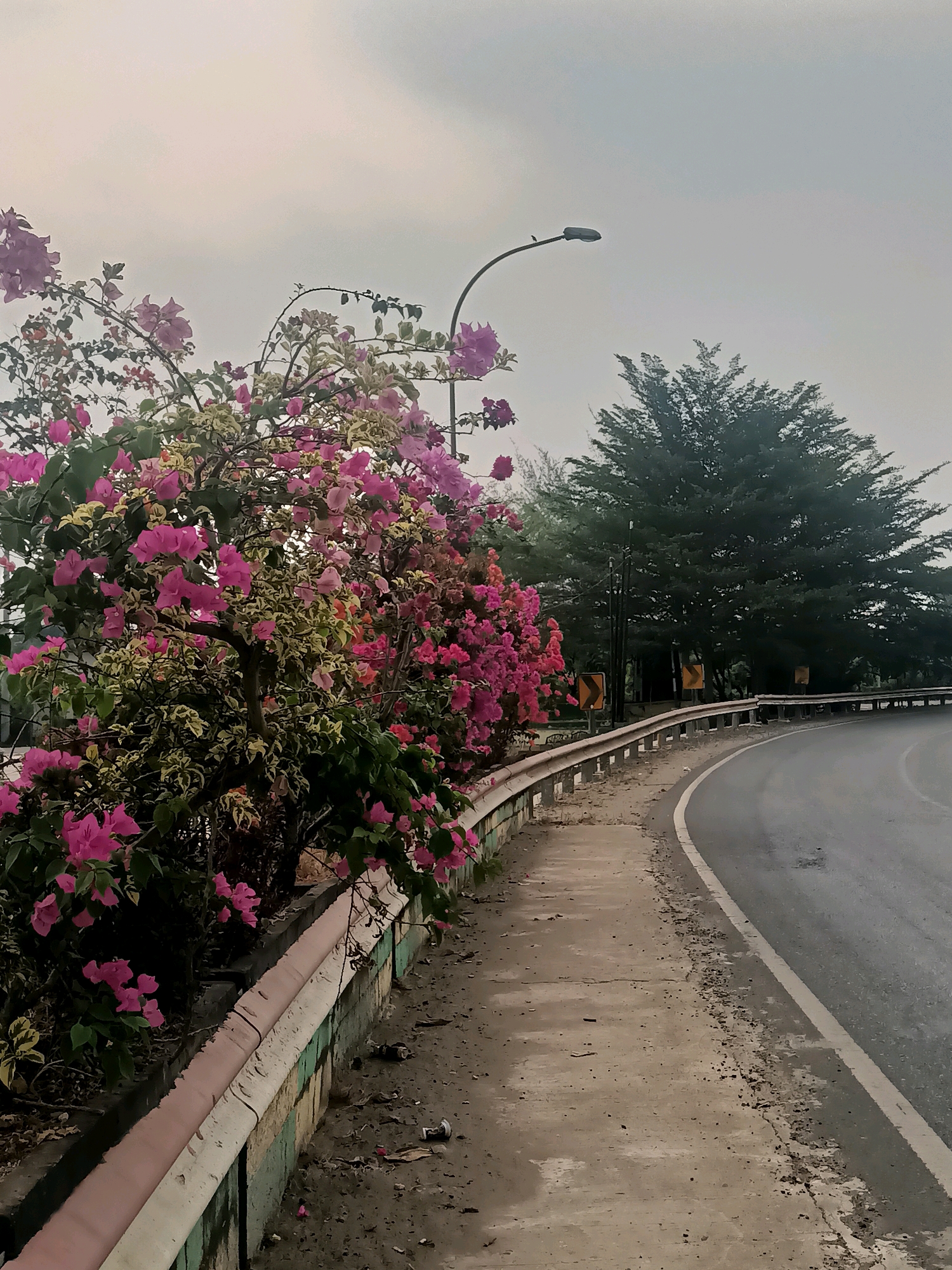 An overcast day captures a roadside scene featuring a vibrant bougainvillea plant with pink and fuchsia blooms lining a concrete sidewalk. A metal guardrail separates the sidewalk from a paved road that curves to the right. A lamppost stands tall near the flowers, and a small bird is perched on its arm. In the background, a large, dark green tree dominates the landscape, with other foliage and two yellow directional signs visible. The sidewalk appears somewhat weathered, with scattered debris, and a small trash receptacle is visible in the lower right portion of the image. The overall impression is a scenic, yet somewhat neglected, urban roadside.