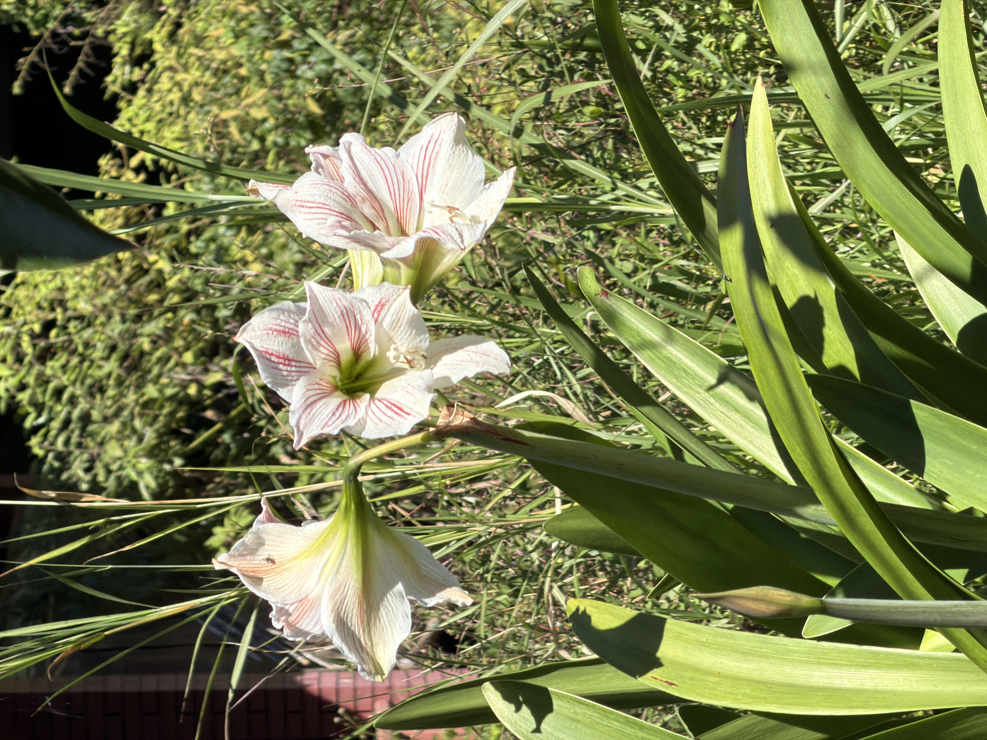 Three white amaryllis flowers with red stripes are in full bloom, set against a backdrop of lush green foliage and tall grass. A single flower bud is also visible. The flowers are positioned at varying heights, with the tallest bloom reaching towards the upper right of the frame. The sunlight casts shadows across the leaves and flowers, creating a dappled effect. The setting appears to be a garden or natural outdoor environment, possibly in Baturiti, Indonesia, given the tropical vegetation. The overall scene conveys a sense of natural beauty and tranquility.