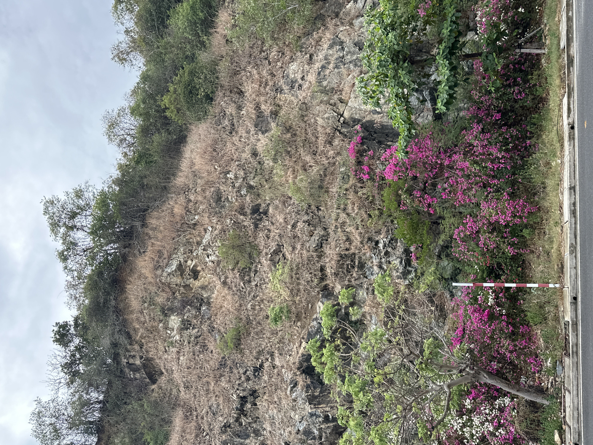 A hillside, primarily composed of rocks and dry vegetation, stands adjacent to a road in Bac Nha Trang Ward, Vietnam. Green trees and pink bougainvillea bushes are visible on the right side of the image, with some flowering plants near the base of the hill. A red and white striped object is positioned near the roadside. The sky is overcast.
