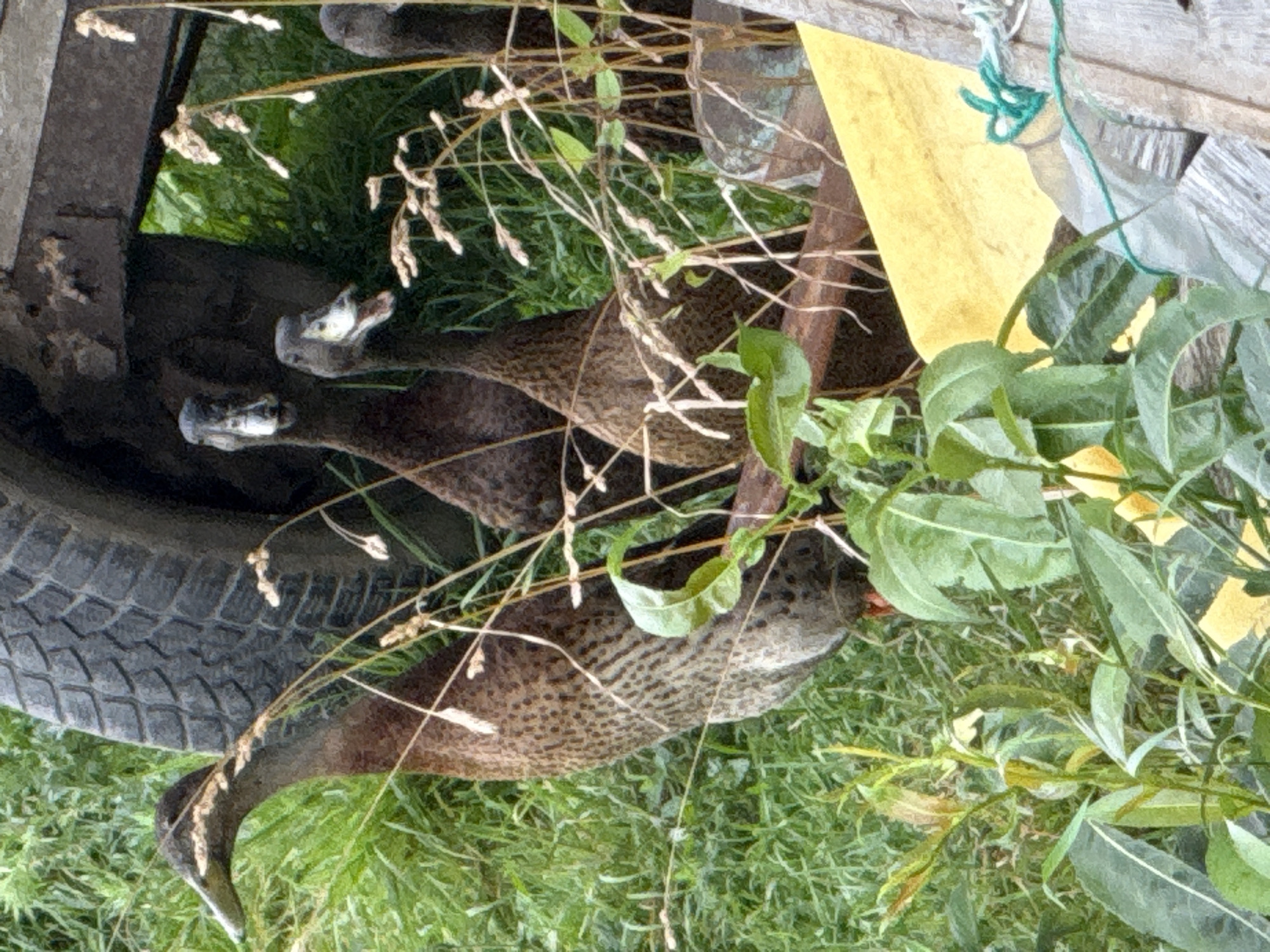 The image depicts a group of ducks in a grassy, outdoor setting, possibly on the outskirts of Galinė, Lithuania. In the background, a portion of a large tire, likely from agricultural machinery, is visible. Several ducks, characterized by their brown and speckled plumage, are positioned amongst tall grasses and reeds. One duck in the foreground is facing left, with its beak slightly open. Two other ducks are clustered behind it, and a fourth duck is partially visible on the far right. The ducks appear to be in a natural, uncultivated environment, suggesting a rural or semi-rural location. There are no people or discernible human activities in the immediate vicinity.