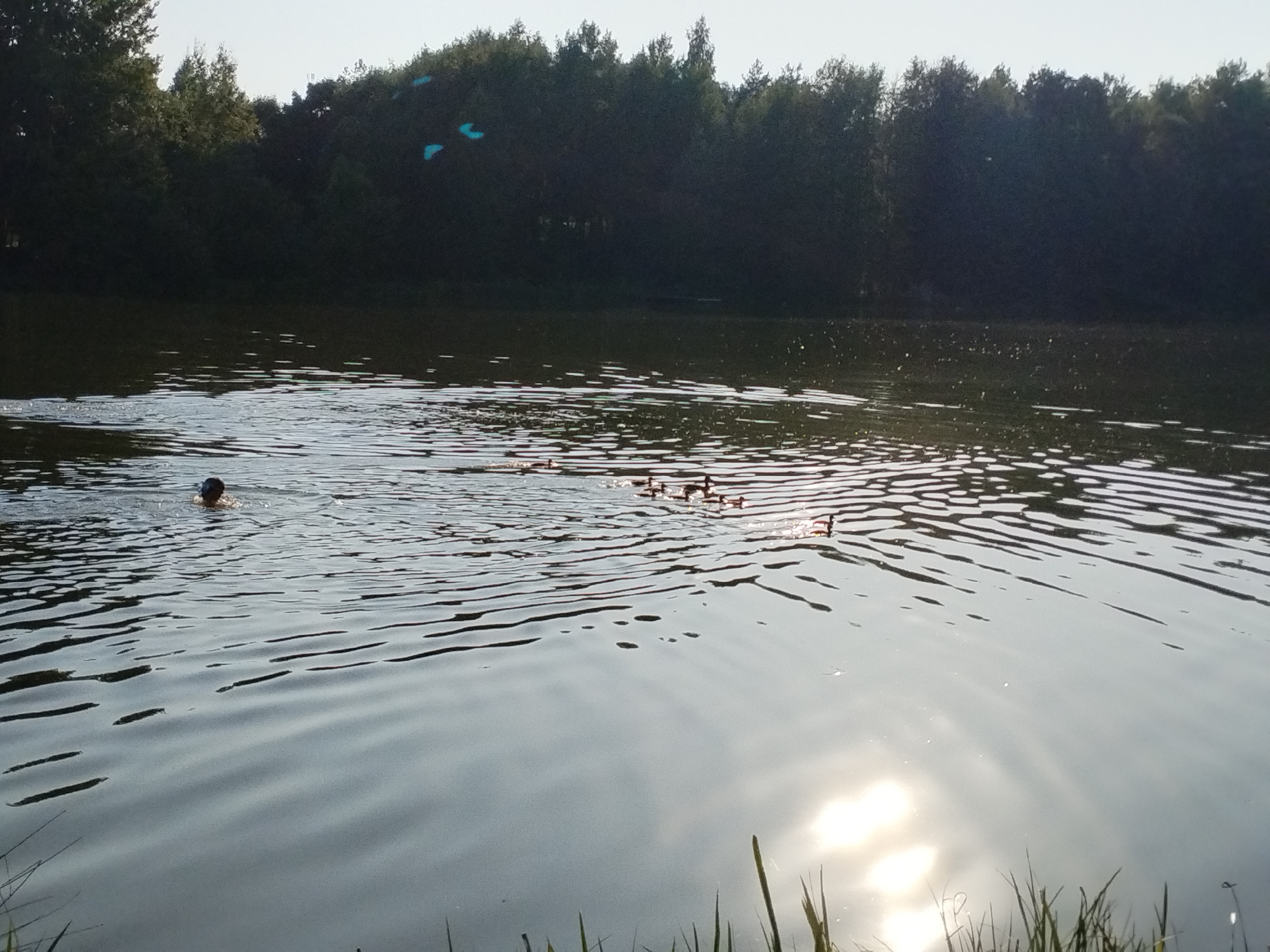 The image depicts a serene natural scene of a lake or pond with a wooded shoreline. In the foreground, the water is rippled, reflecting the bright sunlight, which is positioned towards the lower right of the frame. A person is swimming in the water on the left side of the image, with their head and shoulders visible above the surface. Further out in the water, a group of ducklings are swimming in a line, and a single adult duck is also present, swimming behind the ducklings. The background consists of a dense line of dark green trees that form the edge of the body of water. The sky is a pale, hazy blue. The overall atmosphere is peaceful and natural. The location is identified as Navadvorskoye Rural Council, Belarus.