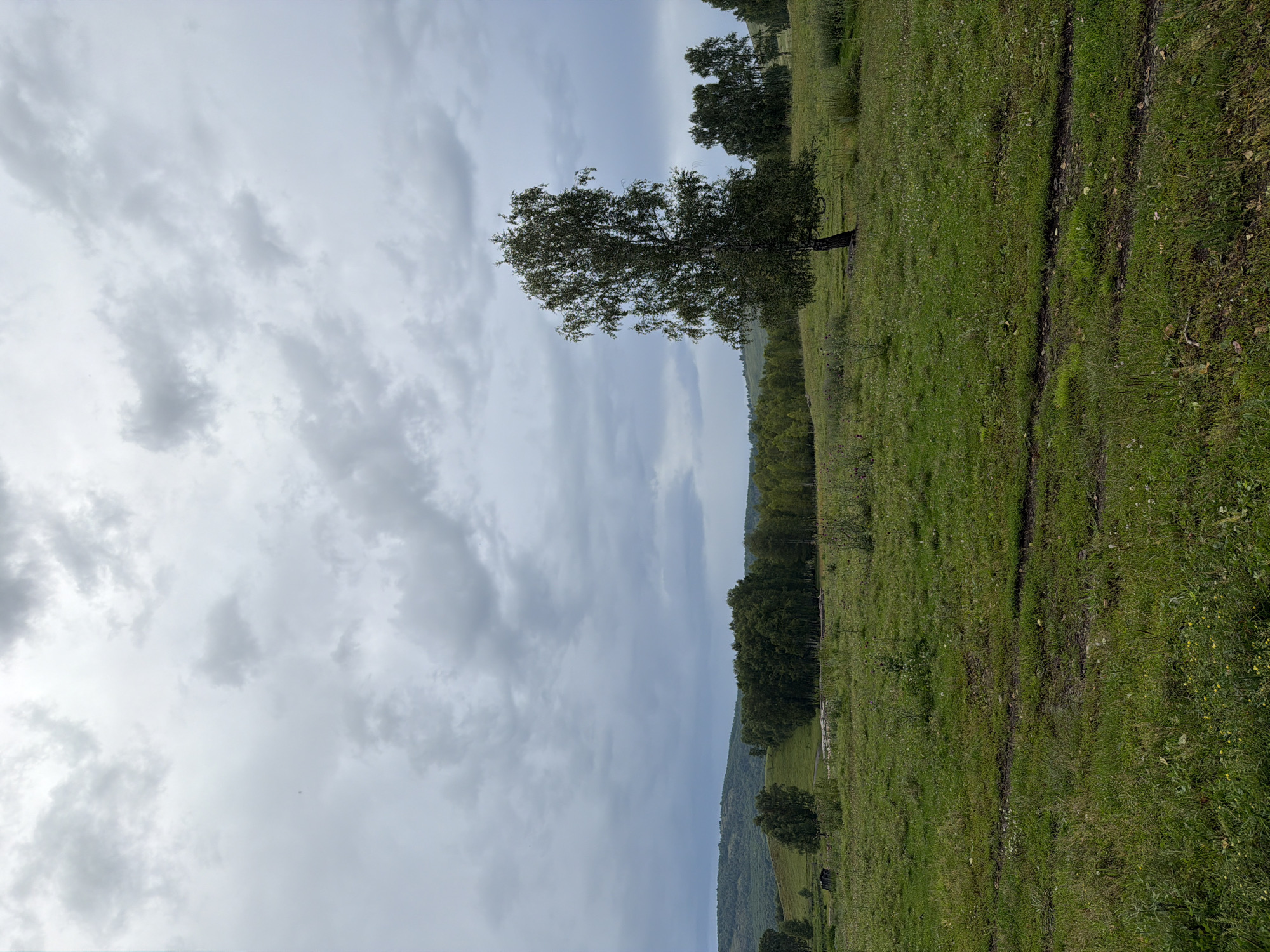 The image depicts a wide, grassy field under a cloudy sky. In the foreground, the grass is green and slightly uneven, with visible tire tracks suggesting the passage of vehicles. Several small wildflowers are scattered throughout the grass. In the middle ground, a tall, solitary birch tree stands prominently on the right side. Behind it, a dense line of trees forms a dark green backdrop that extends across the horizon. Further back, rolling hills covered in vegetation are visible under the overcast sky, which is filled with layers of gray clouds. The overall scene is one of a natural, rural landscape on an unseasonably cool day.