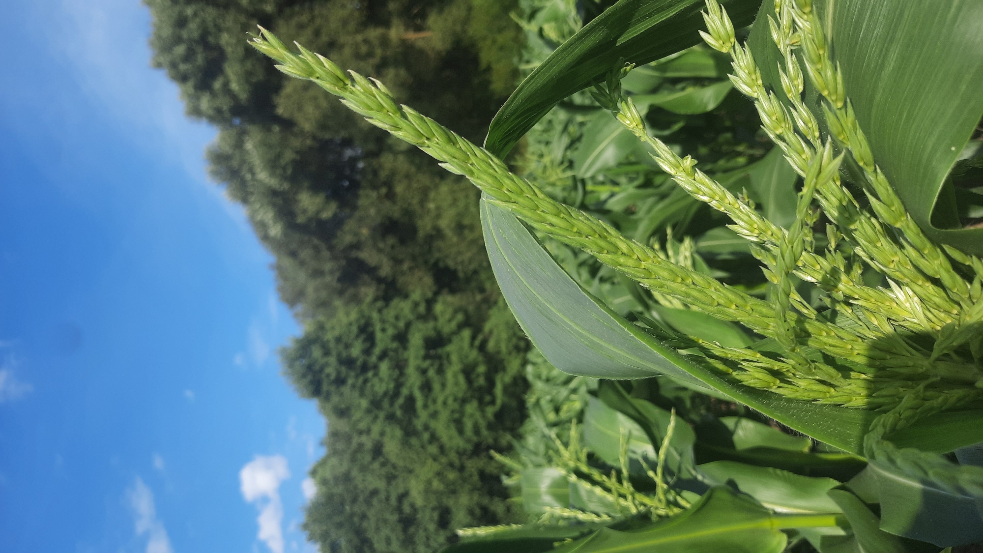 An outdoor, medium-angle, eye-level shot captures a close-up view of a cornfield on a sunny day, with a portion of the forest and sky visible in the background. The foreground is dominated by the green leaves and developing tassels of corn plants. The stalks are densely packed, creating a textured field. In the distance, a line of lush green trees forms a solid backdrop against a bright blue sky dotted with scattered white clouds. The lighting suggests it is daytime, with sunlight illuminating the scene and casting subtle shadows. There are no people or animals present in the image. The setting appears to be a rural agricultural area.
