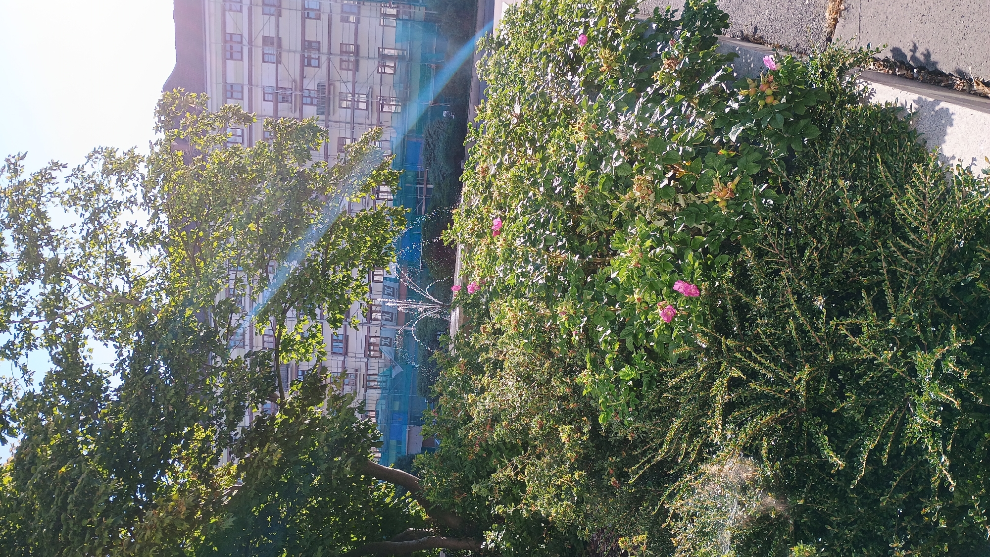 The image captures a sunny outdoor scene in Sokolov, Czechia. In the foreground, a lush green bush with pink flowers and some seed pods is prominent. To the left, a smaller bush with intricate branches and a faint spiderweb is visible. Behind these bushes, a fountain sprays water, with a building under renovation in the background, partially obscured by scaffolding and blue netting. The building appears to be multi-story with many windows. Sunlight streams through the leaves of a large tree on the left, casting dappled light and creating lens flare effects across the image. The ground appears to be paved, with a curb separating it from the bushes. No people are visible in the frame.
