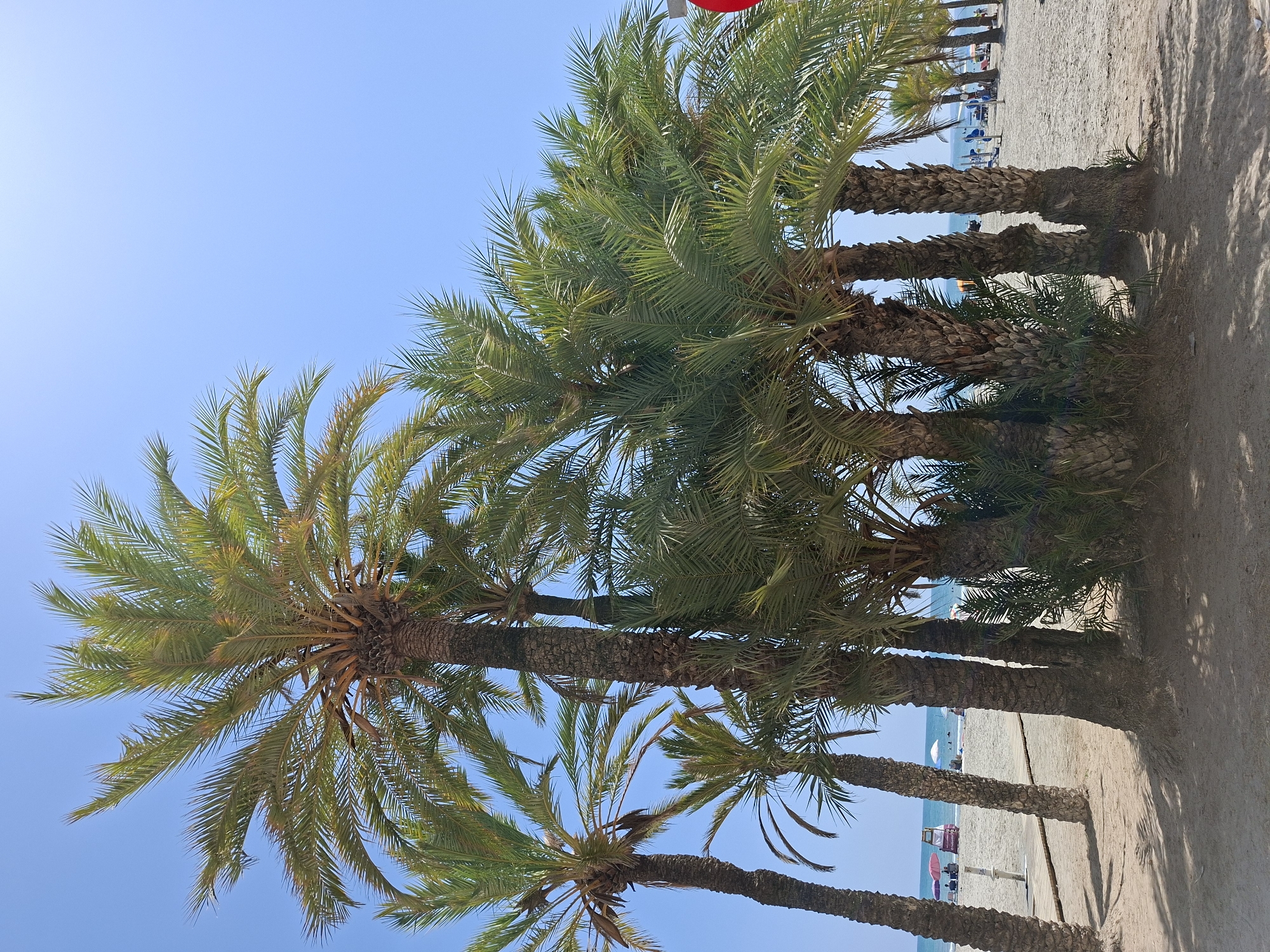 A group of palm trees stand on a sandy beach in Santa Pola, Spain. The trees are tall and leafy, with rough, textured trunks. The sand is light brown and appears to be fine-grained. In the background, the blue ocean stretches out to the horizon under a clear blue sky. Several beach umbrellas and chairs are visible on the sand, along with a few people enjoying the sunny day. The overall impression is one of a relaxed and pleasant beach scene.