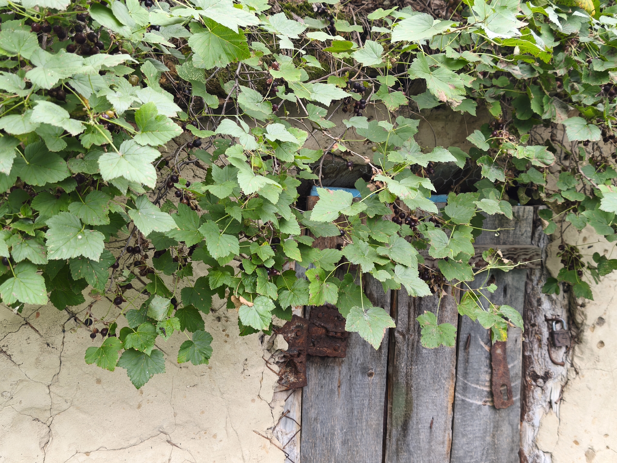 In the city of Kutana, Russia, a weathered, cracked stucco wall serves as a backdrop for a rustic wooden door. The door, constructed from rough, graying planks, is partially obscured by overhanging foliage. The leaves are a vibrant green, interspersed with dark berries, suggesting the presence of a fruiting shrub or vine. Two rusty hinges, one attached to the wall and the other to the door, are visible, indicating a functional but aged entryway. A thick, rusty bolt mechanism is also present on the door. The overall impression is one of age and neglect, with nature reclaiming the man-made structure.