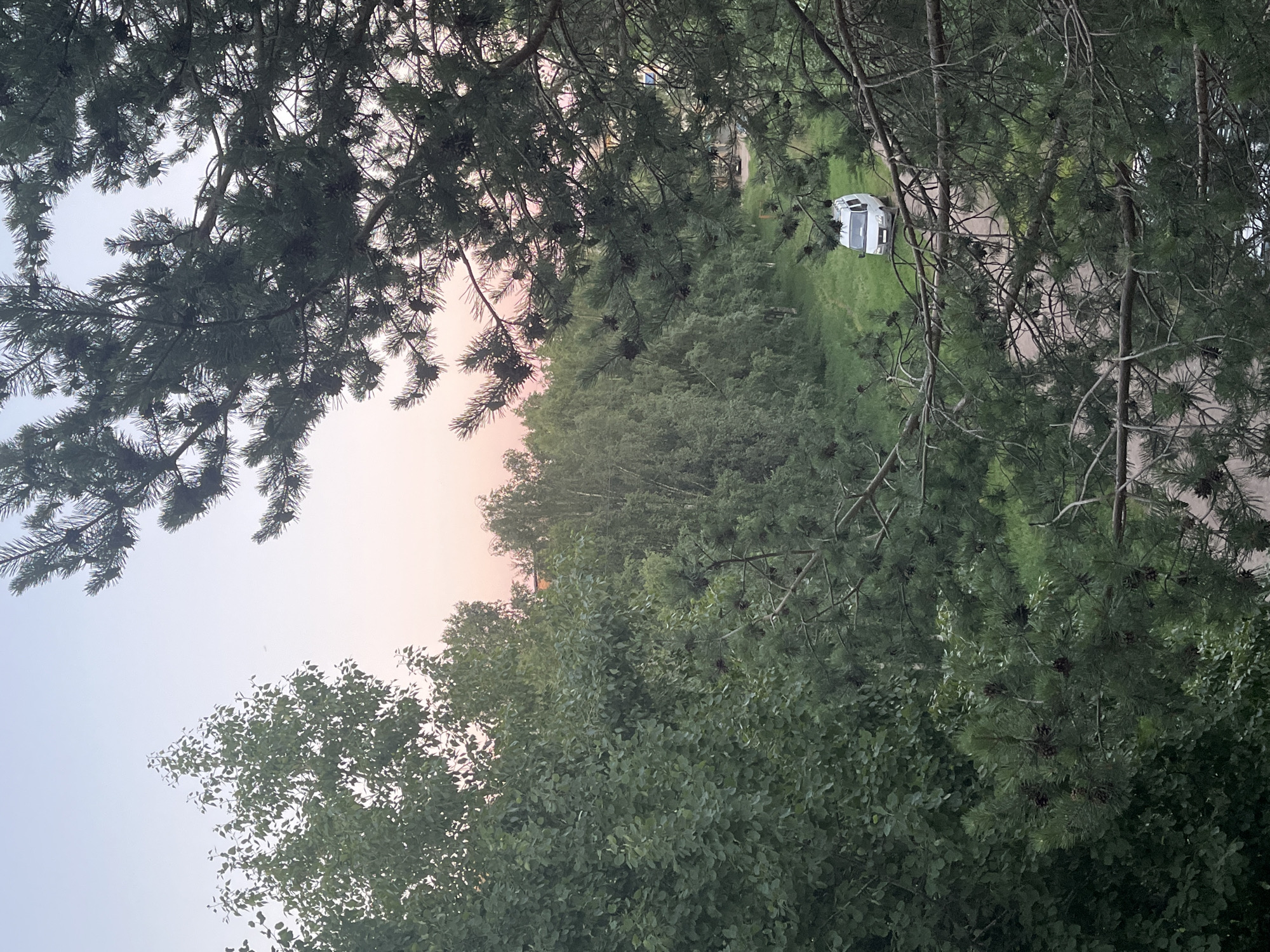 The image depicts a view through pine branches of a pastoral scene with a white van on a dirt road. In the distance, a dense forest lines the road, and the sky above is a soft gradient of pale blue and pink, indicative of either dawn or dusk. A few scattered trees are visible in the foreground, with the pine branches dominating the right side of the frame. The van is parked on the road, facing away from the viewer, with its rear doors slightly ajar. No people are visible in the image. The environment appears to be a rural or semi-rural area, possibly on the outskirts of a city. The overall impression is one of tranquility and a pause in activity.