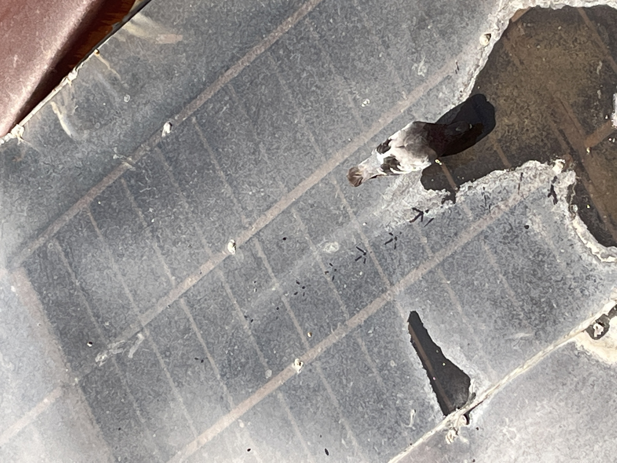 A photograph taken from an elevated perspective shows a bird, possibly a pigeon, perched on a damaged, gridded surface. The surface appears to be a large, flat panel with a grid pattern, possibly roofing material or a sunshade. There are several holes and areas of damage on the surface, with one large hole visible near the bird. The bird is facing away from the camera and is positioned near one of the damaged areas. Small bird tracks are visible leading away from the bird. There is no readily apparent information in the photo to determine the precise location within Bac Nha Trang Ward, Vietnam.