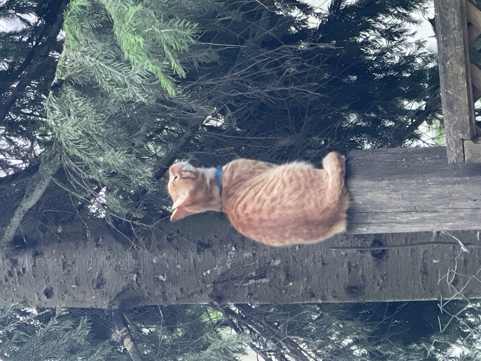 An orange tabby cat with a blue collar sits on a weathered wooden post in front of a large tree with dark green needles. The cat is looking upwards and to the right. The background consists of the tree trunk and branches, as well as foliage. The overall scene appears to be outdoors, likely in a natural or semi-natural environment. The location of Zarechny, Russia, is not evident from the image itself.