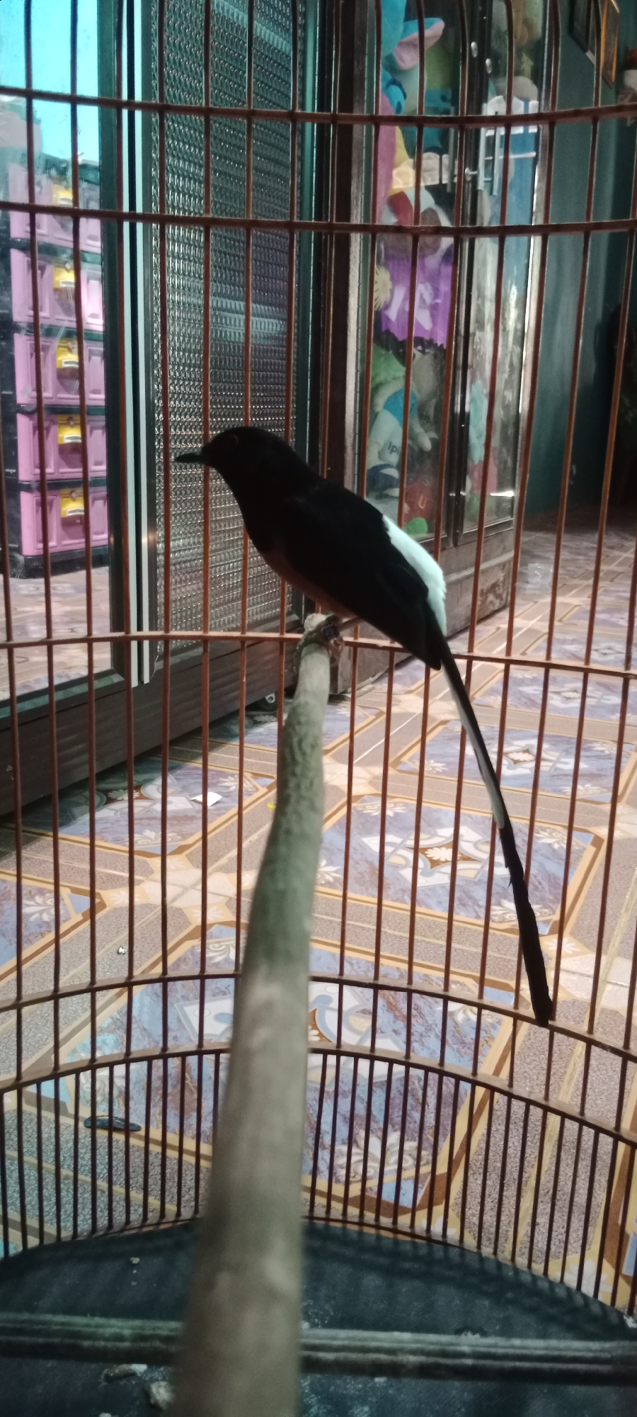 A black and white bird is perched on a wooden dowel inside a metal birdcage. The bird has a black head, back, and tail, with white markings on its wings and underbelly. Its beak is pointed and dark. The cage bars are reddish-brown and spaced closely together. The background shows a tiled floor with a blue and patterned design, and in the distance, a wall with what appears to be colorful decorations or stored items, possibly in pink drawers. The lighting is dim. The scene appears to be indoors, likely in a residential setting within the city of Pelang, Indonesia.