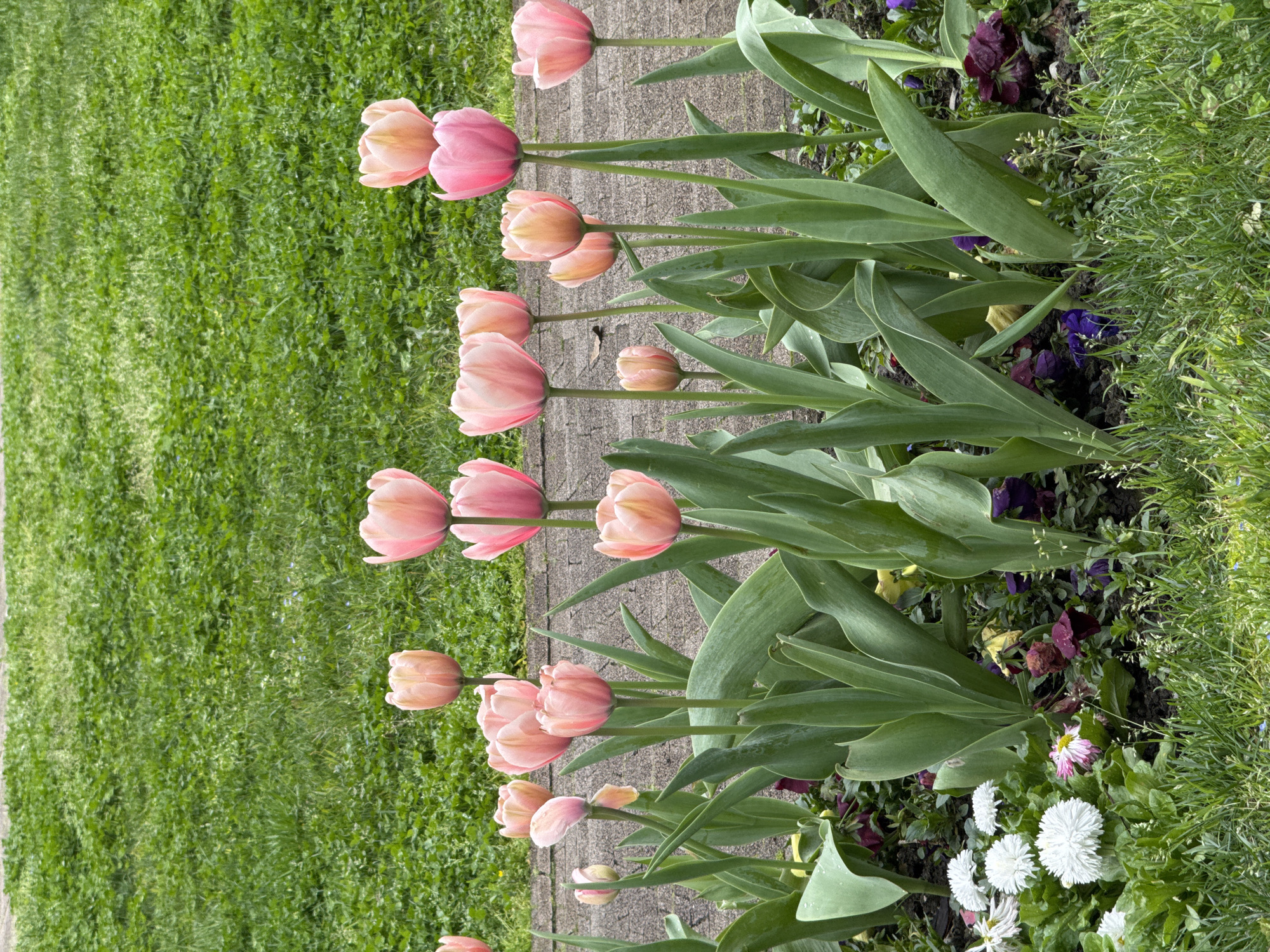The image depicts a row of light pink tulips planted along a gray stone walkway. To the left of the walkway is green grass, while to the right of the tulips is a garden bed with other plants, including purple pansies and small white flowers. The scene is likely outdoors during the day. There is no indication this is Sochi, Russia.