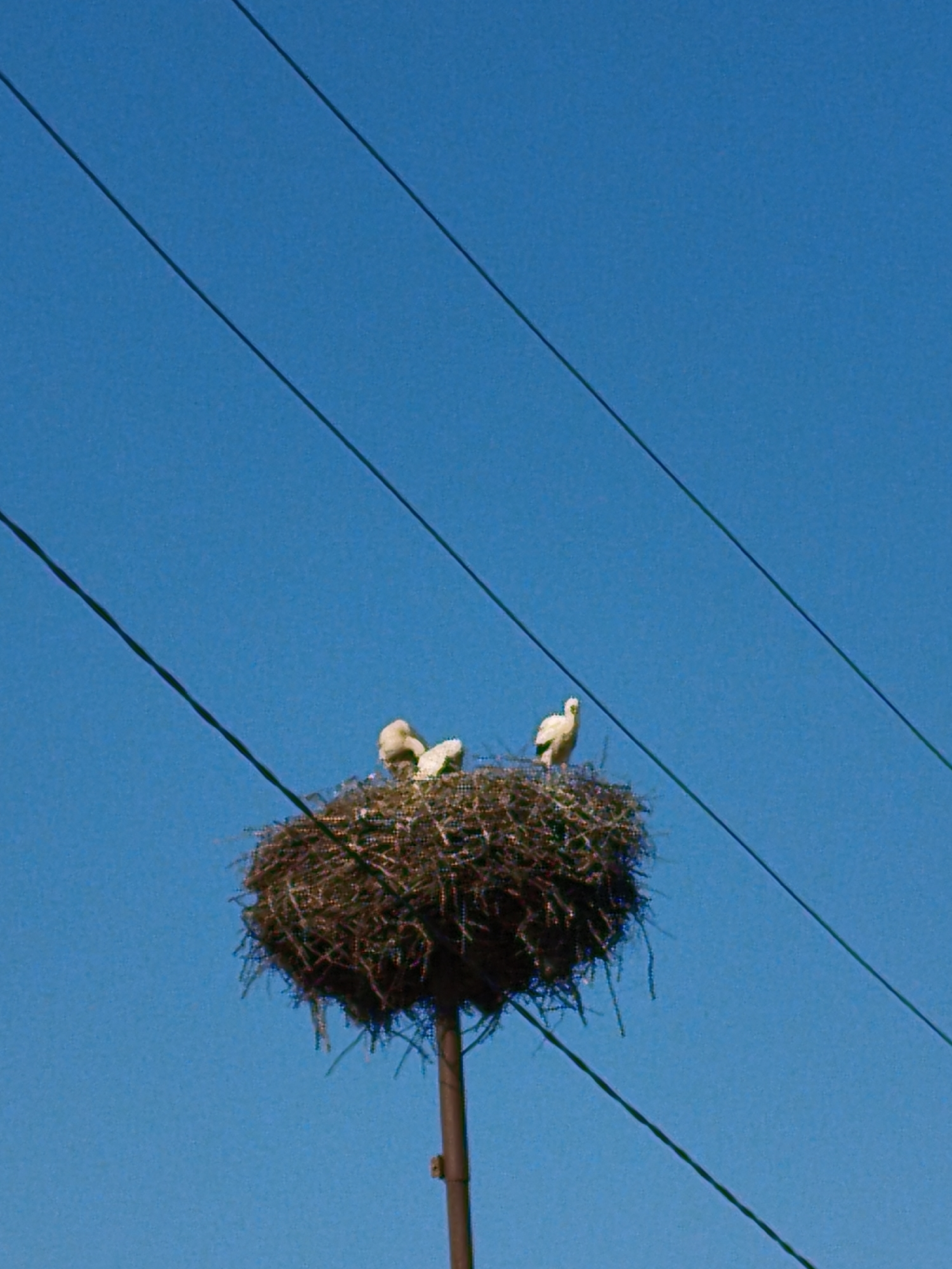 In Ustyvytsia, Ukraine, a stork's nest is perched atop a pole against a clear blue sky. Three storks, one adult and two young, are visible within the nest, which is constructed of twigs and branches. The adult stork stands on the right, facing left, while the two younger storks huddle together on the left side of the nest. The nest is partially obscured by three power lines that run diagonally across the frame. The scene captures a moment of natural life in a rural Ukrainian setting.