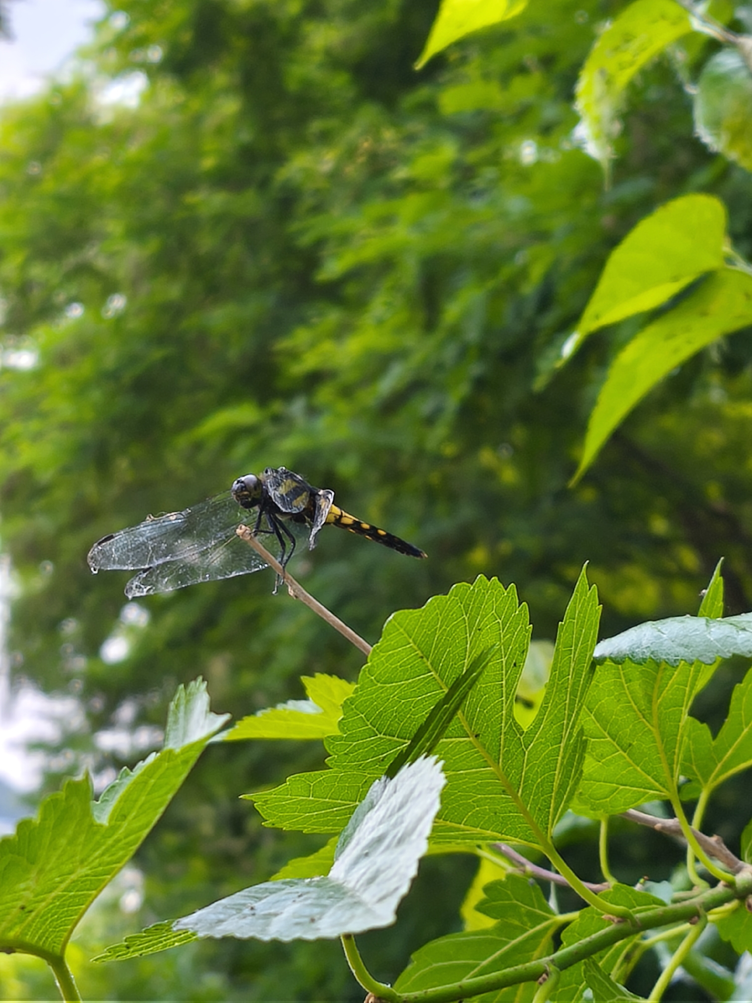 A dragonfly with translucent wings and a black and yellow striped abdomen perches on a thin brown twig. The dragonfly's body is dark with yellow markings, and its head is black with large compound eyes. Its wings are spread, with one wing appearing slightly crumpled at the tip. The background is a soft blur of green foliage, suggesting an outdoor natural setting. The lighting is soft, with highlights on the dragonfly's wings and the leaves. The scene is likely set in a park or garden in Asan-si, South Korea, given the lush greenery and the presence of common insects.