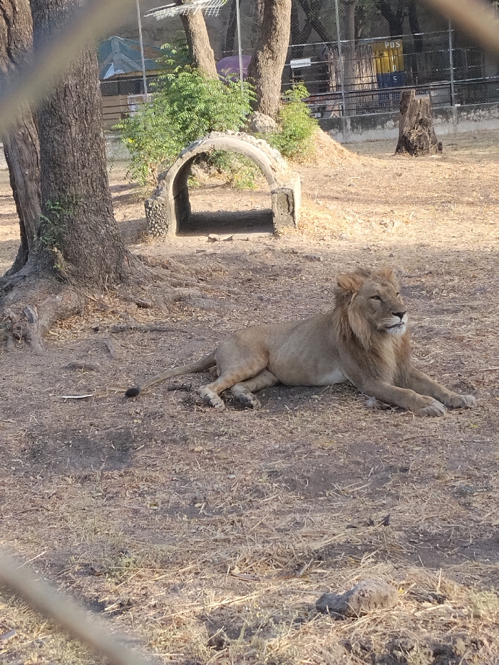 A male lion with a light brown mane lies on dry, tan earth and sparse, desiccated vegetation in an enclosure located in Garun Gawa, Nigeria. The lion is positioned in the midground, facing right and looking slightly upwards. In the left background, a large tree with exposed roots stands near a small, arched, concrete tunnel-like structure. Green shrubs are visible behind this structure. To the right of the tunnel, a bare tree stump is present on the dry ground. Further back, a chain-link fence separates the enclosure from other trees and structures, including a partially visible yellow and blue bin. The foreground is obscured by blurry, out-of-focus fencing elements. The scene is illuminated by natural light, indicating daytime conditions. No people are visible.