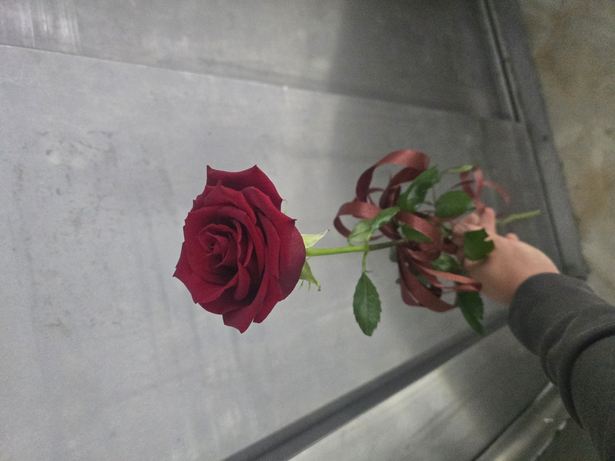 A single, deep red rose is presented, held by a person's hand. The rose has several green leaves and is tied with a brown ribbon. The background appears to be a metal surface, possibly an elevator or wall panel. There is no information present in the image to suggest a location in Sofia, Bulgaria.