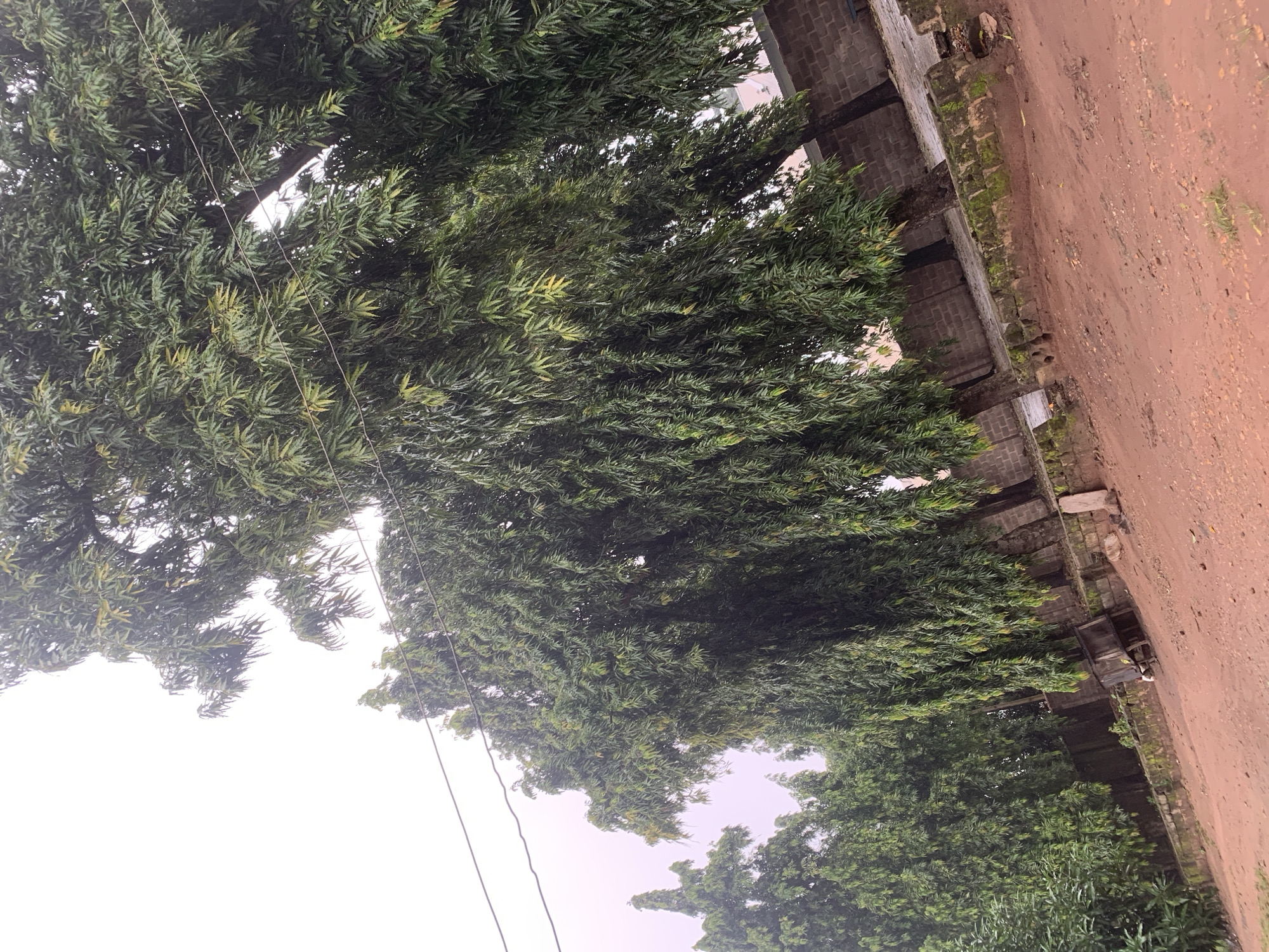 The image depicts a street scene in Shagamu, Nigeria, characterized by dense foliage from several tall trees with long, drooping leaves. These trees line a path or road made of reddish-brown soil. A low wall, constructed from rough-hewn stones and some moss, runs along the edge of the dirt area. Behind this wall, a brick wall forms a boundary, and a wooden structure, possibly a stall or shelter, is visible. A white object, which appears to be a chicken or small bird, is near the wooden structure. Overhead, power lines crisscross the sky, which is overcast and a pale purple hue. The overall impression is one of a slightly unkempt but lived-in urban environment.