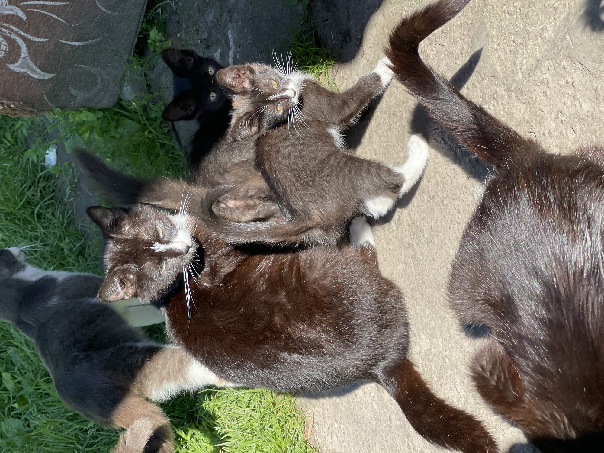 The image shows a group of four cats outdoors on a sunny day. Three of the cats are dark-colored with white markings, while one is entirely black. The cats appear to be a mother and her kittens. They are lying on a concrete surface, with some grass visible to the left. The black cat in the background is facing away from the camera, but its eyes are visible. One of the dark-colored cats is lying on its back, with its paws in the air, while another is curled up beside it. A third dark-colored cat is partially visible in the foreground on the right, with its tail extending into the frame. The image captures a peaceful moment of relaxation and play among the feline subjects. The lighting suggests it is daytime, likely morning or afternoon, given the strong shadows cast by the cats and the bright sunlight. The setting appears to be a backyard or a quiet outdoor area. There is no visible text in the image.