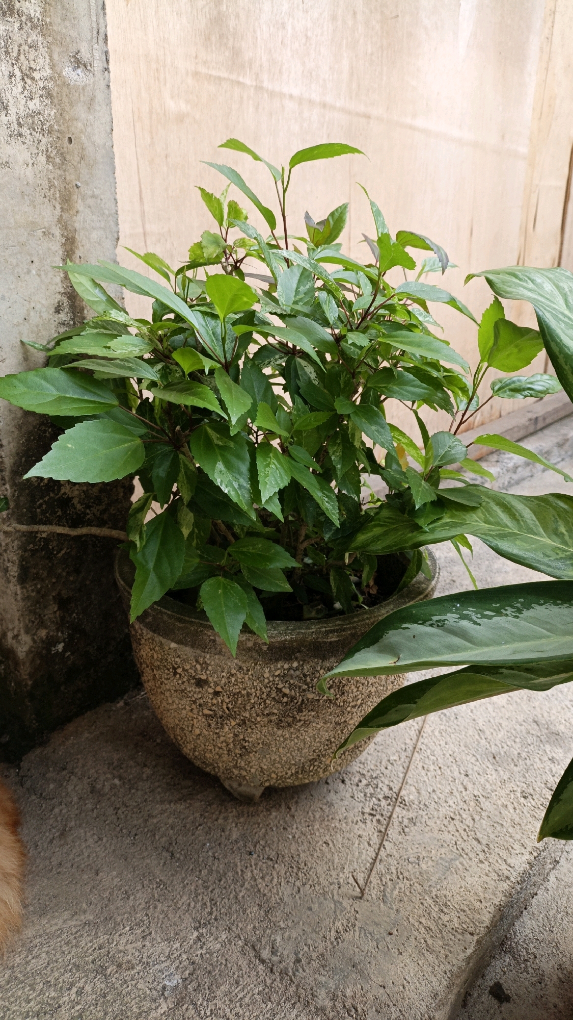 In Cikal, Indonesia, a potted green plant sits on a concrete surface next to a textured wall. The plant has multiple leafy branches and is housed in a roughly textured, beige pot. Another larger green leafed plant partially obscures the right side of the frame. A sliver of orange fur, likely from a cat, is visible in the bottom left corner. The background consists of a pale, textured wall, possibly made of wood or plaster. The scene appears to be outdoors, given the lighting and the concrete ground.