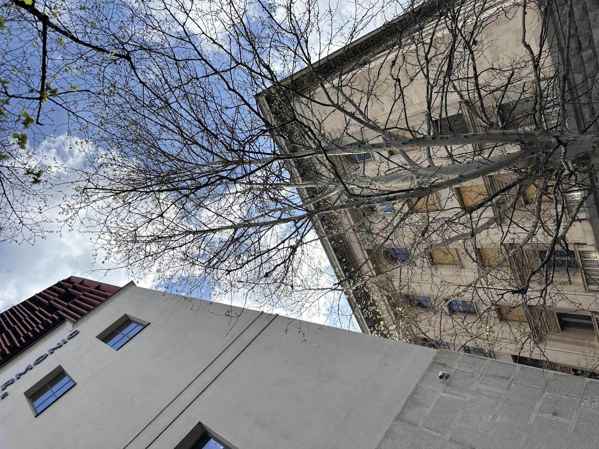 The image, taken at a low angle, shows two buildings against a sky with thin clouds and bare tree branches. The building on the left has a white facade and a red, patterned roofline. Two windows with blue reflective glass are visible. A partial word, possibly "Harmonic," is vertically aligned on the building.
The second building is taller, constructed from a light-colored stone, and features multiple windows, some with boarded-up panels. The architectural style of this building appears more classical.
The location is likely in Tbilisi, Georgia, specifically at or near 10 David Agmashenebeli Ave. based on the word on the sign. The scene conveys an urban environment with a mix of architectural styles and possibly older, potentially repurposed or undergoing renovation buildings.