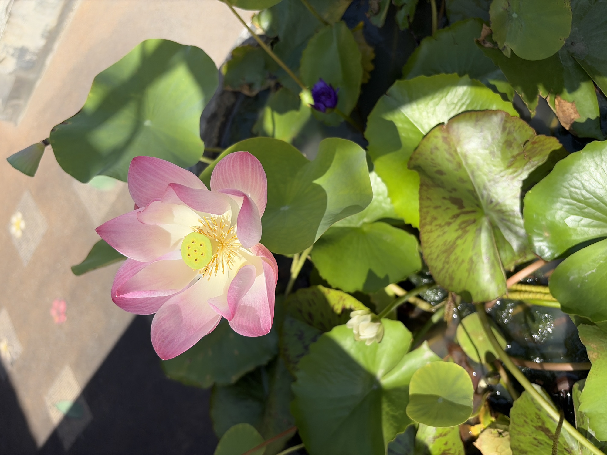 A close-up, top-down shot captures a vibrant pink and white lotus flower in full bloom, its center a bright yellow receptacle dotted with small, green seed pods. The lotus floats amidst a bed of lush, green lily pads, some of which are speckled with reddish-brown markings. The water's surface is visible in patches, reflecting sunlight and creating small, shimmering highlights. In the background, a section of a tiled surface is illuminated by sunlight, casting dappled shadows. A small, dark purple flower bud is visible to the right of the main lotus, nestled amongst the leaves. A faint shadow of what appears to be a building or structure falls across the top left of the scene, suggesting an outdoor setting, possibly a garden or pond. The image evokes a sense of tranquility and natural beauty. The mention of Ko Samui District, Thailand is contextual information provided to the model and does not appear visually in the image itself.