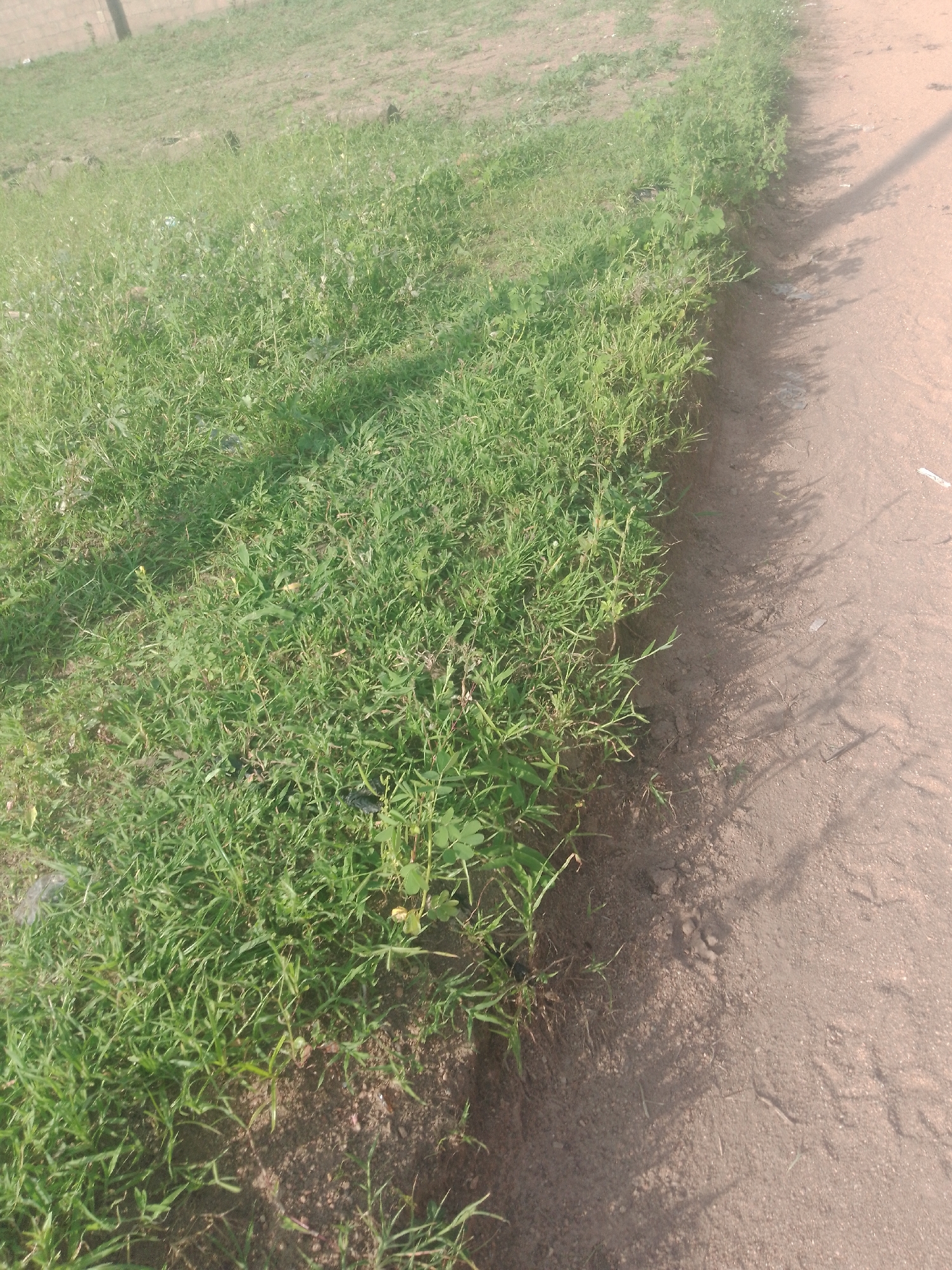 This is a medium shot of a grassy area next to a dirt path in Jalingo, Nigeria. The foreground is dominated by a patch of lush green grass, with some of the blades appearing taller and more sparse than others. The grass is uneven and appears to be growing wild. A few scattered leaves and debris are visible within the grass.
To the right of the grass, a dusty, light brown dirt path occupies the right side of the frame. The path shows signs of wear and has some small pebbles and indentations. The edge where the grass meets the path is slightly uneven, suggesting it's a natural boundary.
A shadow, likely cast by a pole or a thin object, stretches across the dirt path from the top right corner of the image, diagonally down towards the center. The light suggests it's daytime, and the shadows are moderately long, indicating possibly late morning or early afternoon. The overall scene is outdoors, with a natural, unmanicured setting. There are no people or discernible objects like buildings or vehicles in the frame, focusing entirely on the natural elements of the landscape. The weather appears to be clear and dry, given the dusty appearance of the path.
