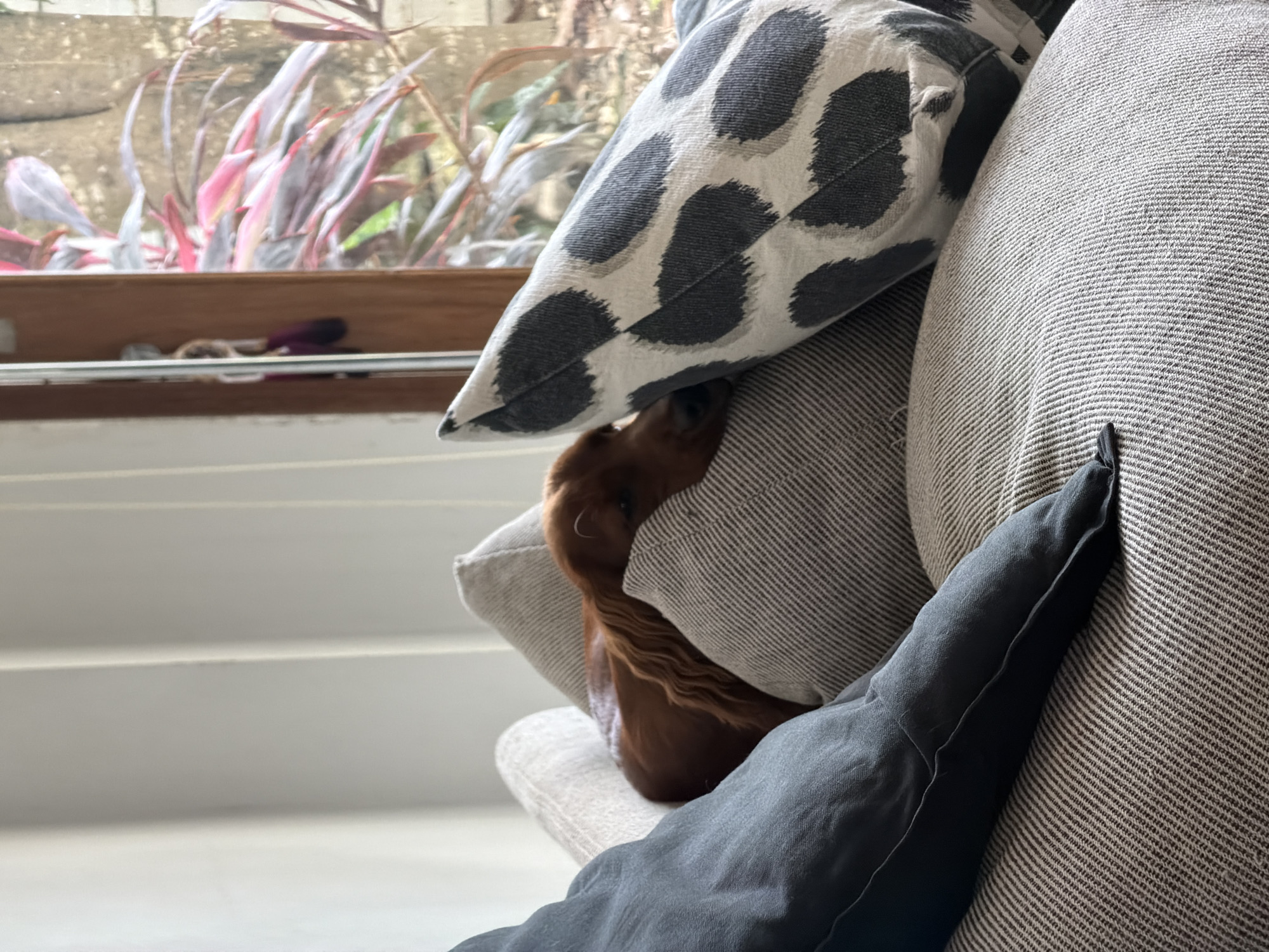 A brown dog is sleeping on a couch in Chang Phueak, Thailand. The dog is lying on a pillow and its head is resting on another pillow. The couch is in front of a window with plants outside. The room is dimly lit.