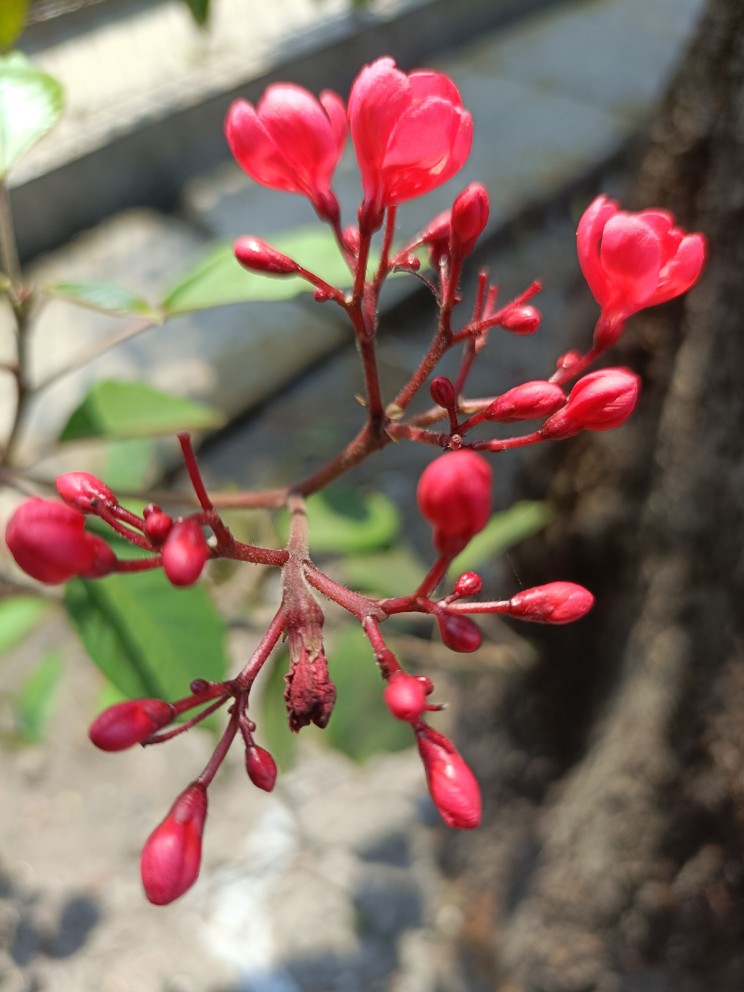 A close-up, eye-level, vertical shot captures a cluster of bright red, unfurling flowers and buds on a thin, reddish-brown stem. The flowers are delicate, with pointed petals, and appear to be in various stages of bloom. Some are tightly budded, while others are beginning to open. The stem has a slightly fuzzy texture.
In the background, a light-colored, textured surface, possibly a concrete wall or pathway, is visible. Further back, a darker, textured object, likely a tree trunk, provides a contrasting backdrop. Green leaves are present on the left side of the image, partially out of focus. The lighting suggests an outdoor setting, likely in the morning or late afternoon, with soft shadows indicating sunlight.
The scene depicts a natural element, a flowering plant, set against an urban or semi-urban environment. There are no people or animals visible in the frame. The image has been captured with a shallow depth of field, which blurs the background and foreground elements, drawing attention to the detailed texture and vibrant color of the flowers and buds. The overall impression is one of natural beauty and growth.