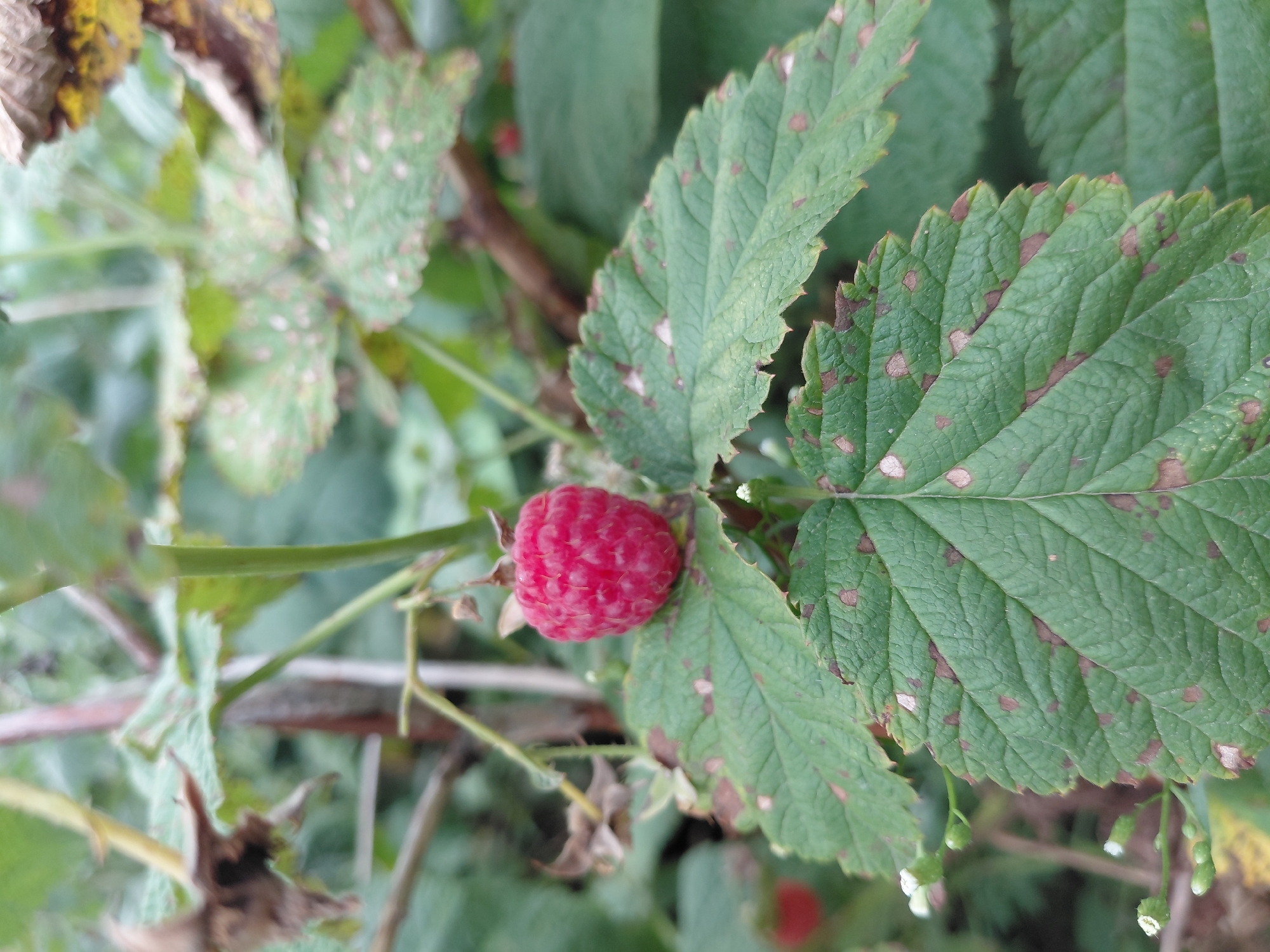This is a close-up, eye-level, natural light photograph of a single, ripe raspberry hanging from a branch. The raspberry is a bright, vibrant red and is the primary subject of the image. It is surrounded by green raspberry leaves, some of which show signs of age or disease with brown spots. In the background, out of focus, are more green leaves and branches, suggesting a natural, outdoor environment. There are no people visible in the image. The photograph appears to be taken in a garden or natural setting within Novosibirsk, Russia, likely during the raspberry growing season.