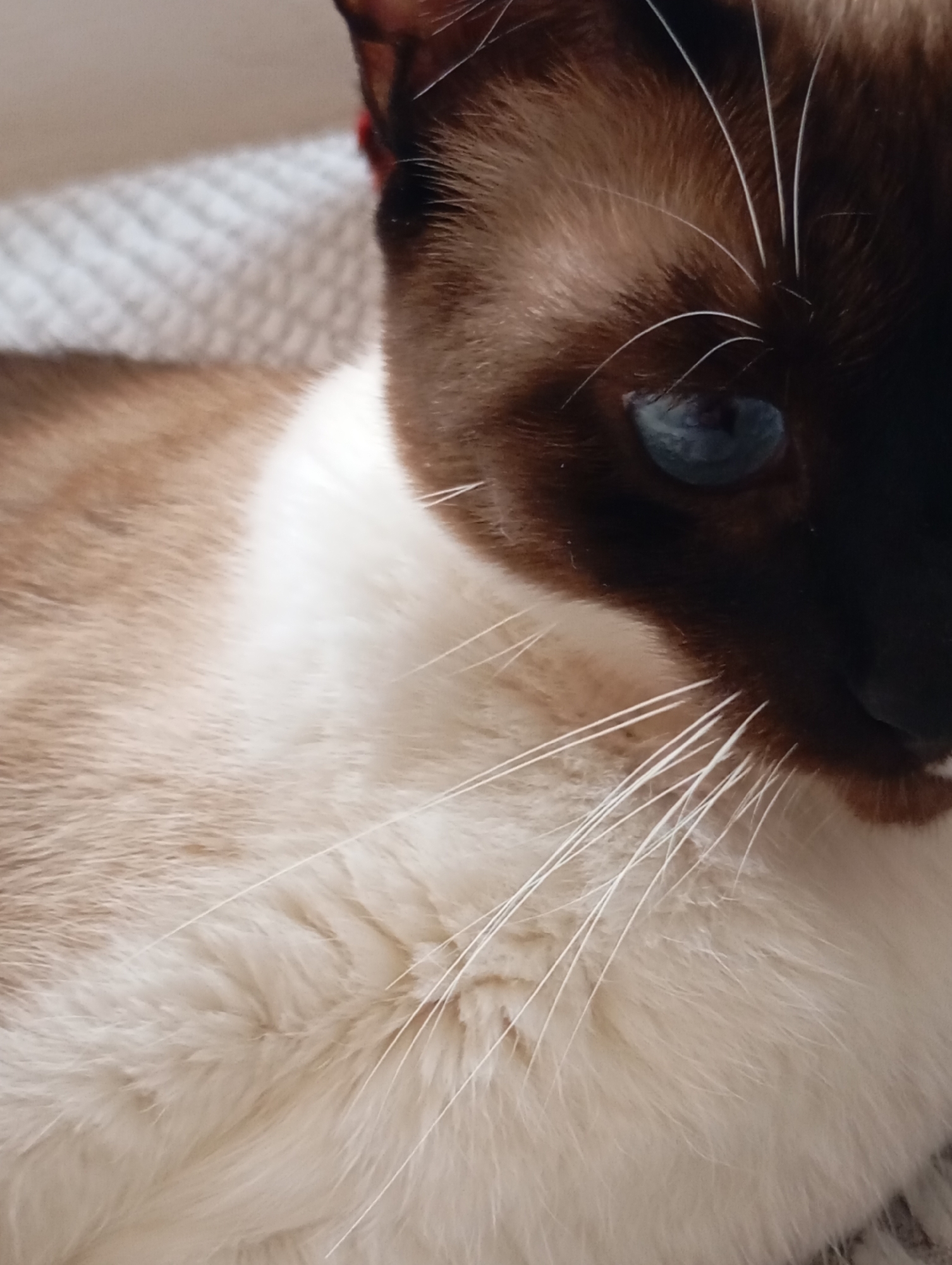 The image shows a close-up of a Siamese cat's face and chest. The cat has dark brown points on its face and ears, with light cream-colored fur on its chest. Its blue eye is clearly visible. The cat is lying on a textured, light-colored surface, possibly a blanket or sofa. There is no discernible background or environmental context to suggest a specific location in Batumi, Georgia.
