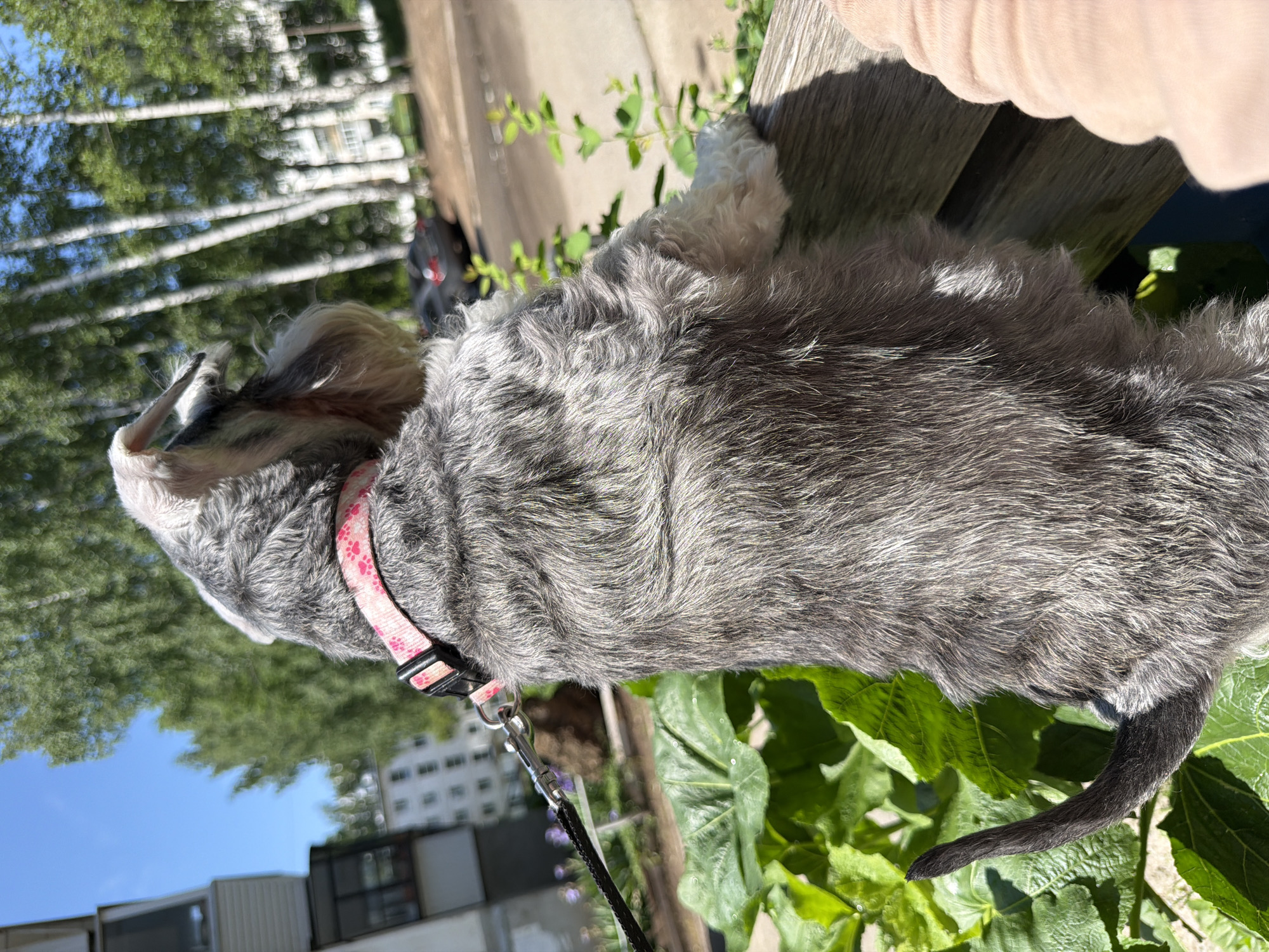 A gray, wiry-haired dog, resembling a Miniature Schnauzer, is captured in a bright, outdoor setting in Chaikovsky, Russia. The dog is positioned horizontally, viewed from its left side, facing towards the left of the frame. It wears a pink collar adorned with a paw print pattern, and a black leash is clipped to it, extending downwards out of view.
The dog's fur is a mix of gray and white, with prominent beard-like fur around its muzzle and a white, fluffy patch visible on its right ear. Its body, from neck to tail, is covered in dense, textured gray fur. The tail is dark gray to black, thick at the base and tapering to a point, curling slightly upwards.
In the immediate foreground and beneath the dog, lush, large green leaves are visible, suggesting a garden or park environment. A wooden surface, possibly a bench or railing, is seen in the upper right quadrant of the image, partially obscured by a person's light pink or peach-colored clothing.
The background features tall, slender trees with white trunks, characteristic of birch trees, set against a clear, vibrant blue sky. Beyond the trees, several multi-story buildings, likely apartment blocks, indicate an urban or suburban location.
The scene is brightly lit by strong sunlight, casting distinct shadows and suggesting it is daytime. No discernible text is visible in the image. The dog appears calm, possibly resting or observing its surroundings while on a walk with its owner.
