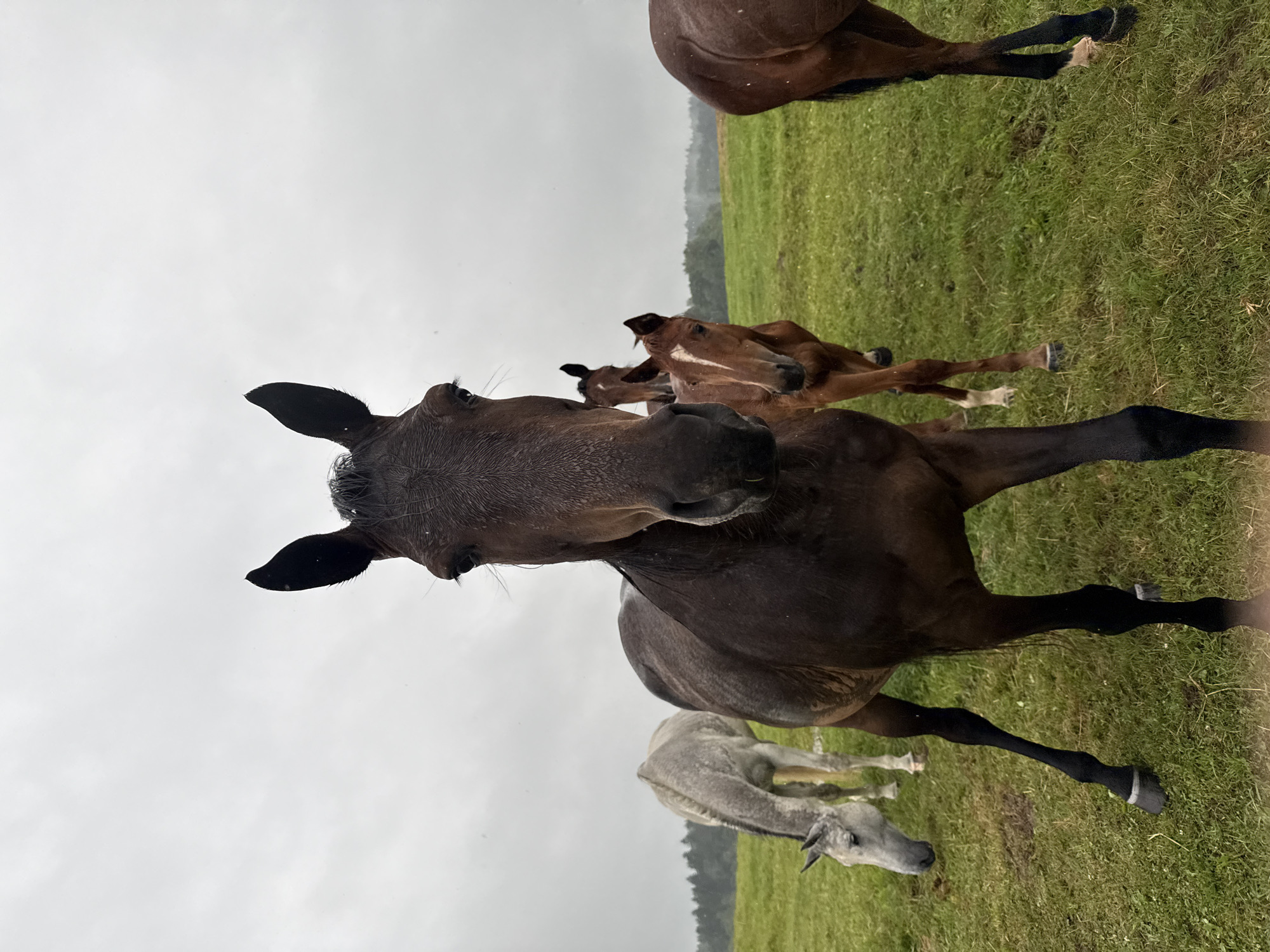 The image depicts several horses in an open, grassy field under an overcast sky. In the foreground, a dark brown horse is positioned centrally, facing the camera with its head slightly lowered. To its left and further back, a lighter colored horse, possibly grey or white, grazes with its head down. To the right of the central horse, two smaller, brown horses are visible, one slightly behind the other, both facing the camera. The background shows a line of trees on the horizon. The location is specified as Galinė, Lithuania.