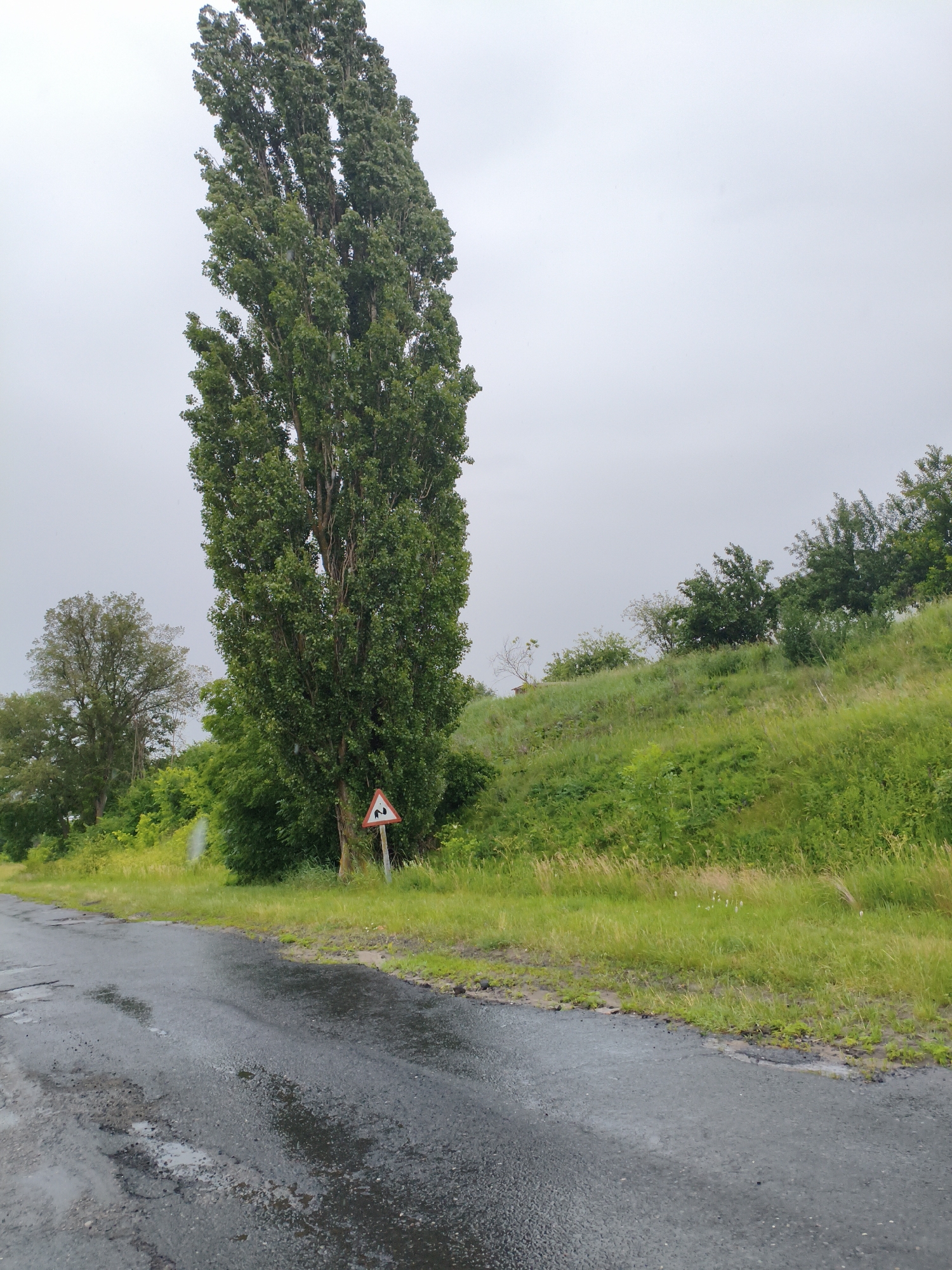 The image depicts a tall, slender tree dominating the left side of the frame, its dense green foliage reaching towards a overcast sky. To the right of the tree, a grassy hill slopes upwards, covered in vibrant green vegetation and scattered trees. In the foreground, a wet asphalt road, showing signs of disrepair with visible potholes and puddles, runs parallel to the grassy incline. A triangular traffic sign with a red border, depicting two curves indicating a winding road ahead, is positioned near the base of the tall tree. The scene is devoid of any human presence. The overall impression is one of a rural or semi-rural roadside environment under gloomy weather conditions, potentially in the city of Ustyvytsia, Ukraine, given the context.