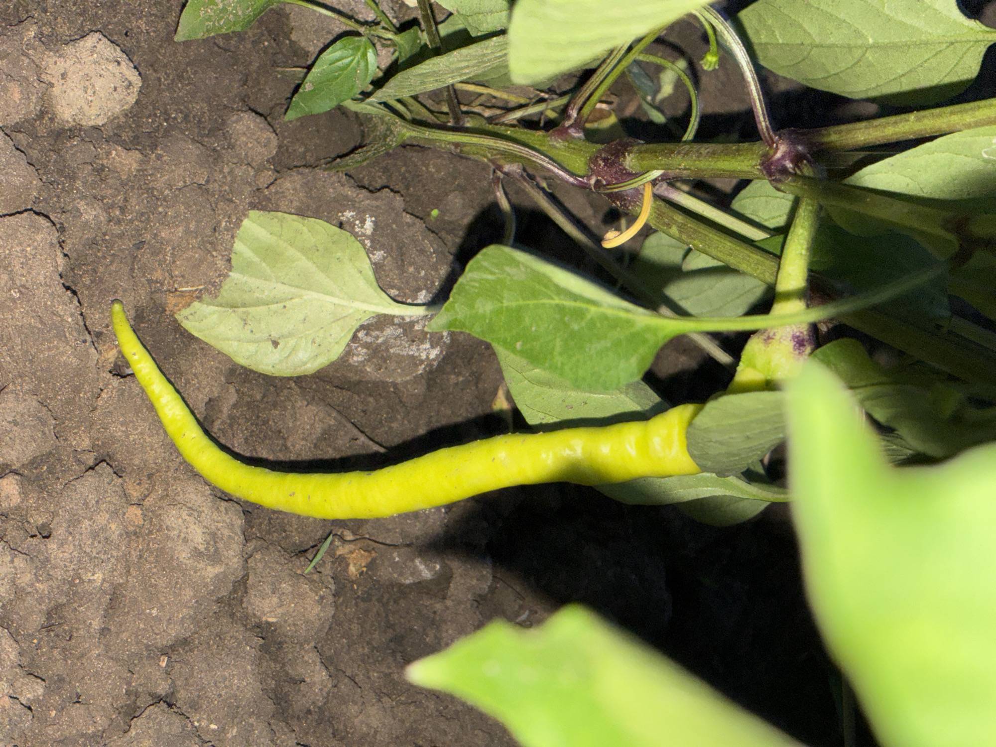 The image shows a single, long, yellow chili pepper growing on a plant. The pepper is curved and rests on the dark, cracked soil. The plant has green leaves and a thick, green stem with some purple coloration near the nodes. The background is dark, suggesting it might be nighttime or a shaded area. The lighting creates shadows on the soil and highlights the pepper and leaves. The scene is a close-up of a plant in a garden or field, with the focus on the chili pepper. There is no visible text in the image.